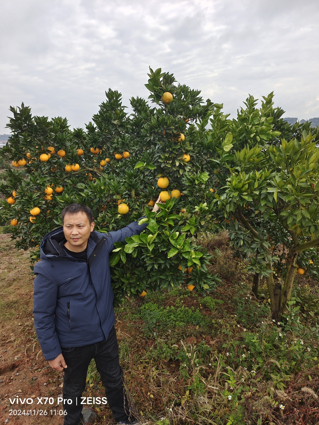 在麻阳的山水间,锦蜜冰糖橙宛如大自然馈赠的甜蜜宝藏