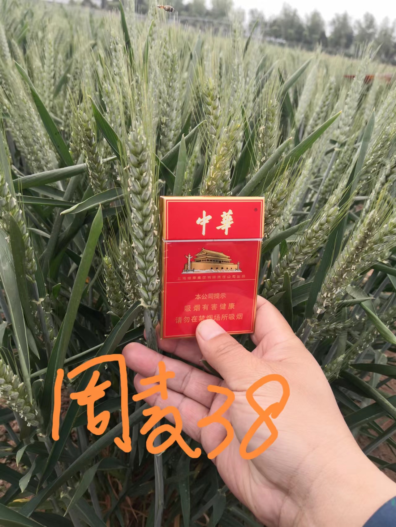 周麦38图片