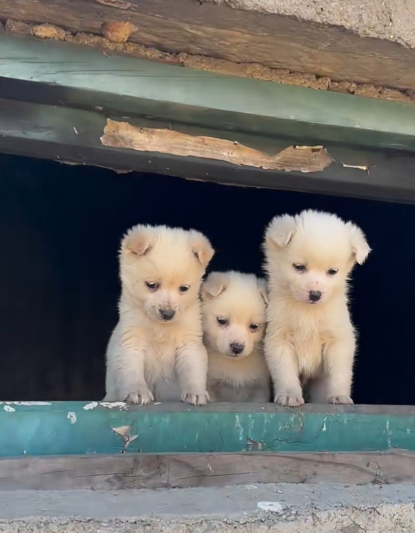 三小只萌犬齐刷刷探头,那懵懵懂懂的小模样,瞬间释放出强大的可爱攻势