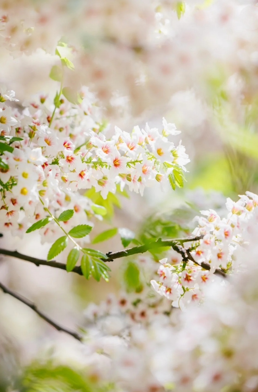 《仵作娇娘》作者:薄月栖烟 女主篇:薄若幽在五岁那年父母双亡.