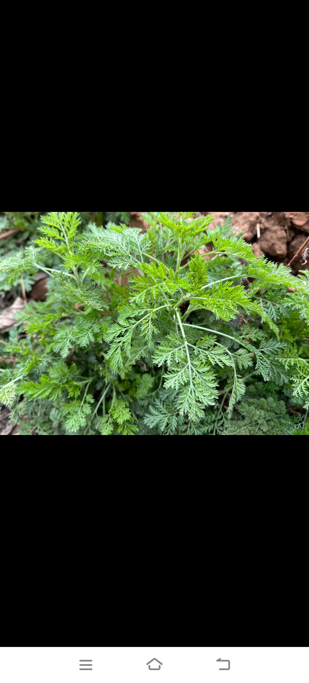 黄蒿,一种路边野生植物,长得不是很高
