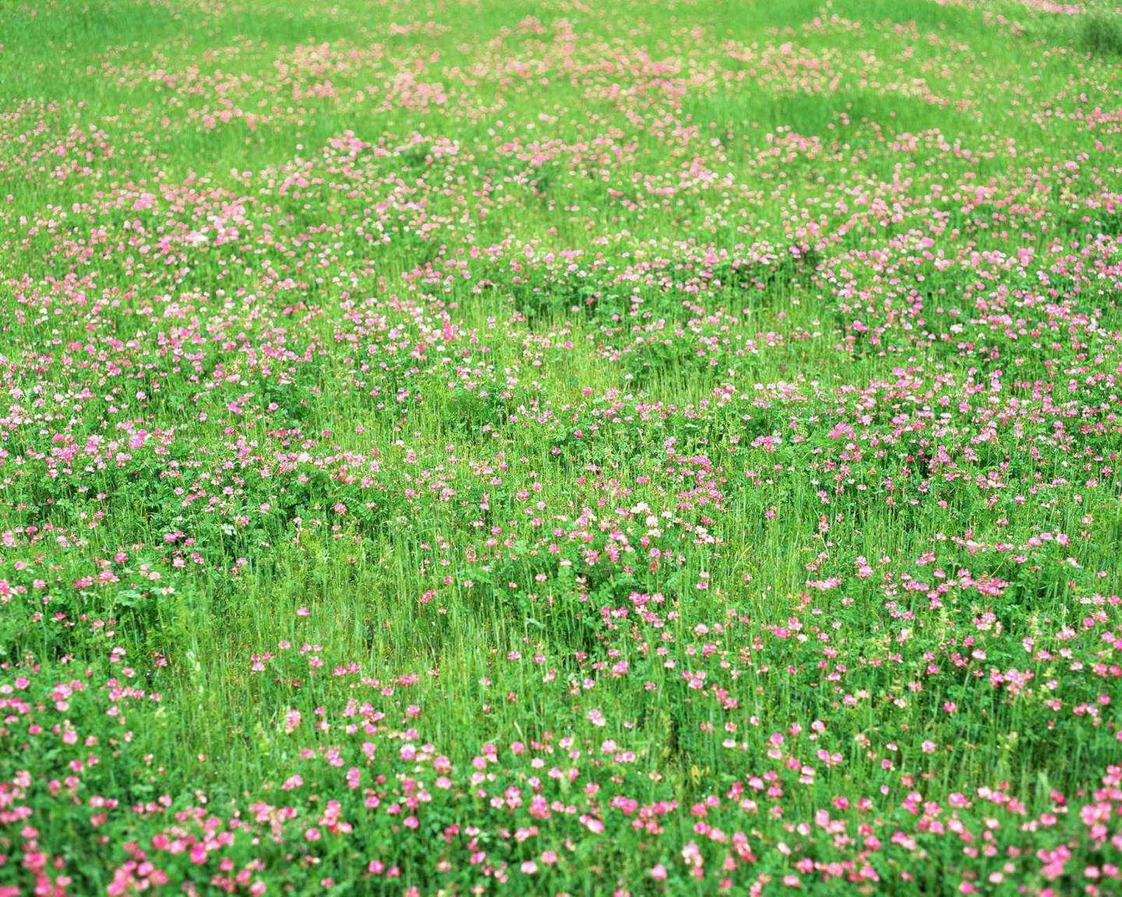 迎接春天#  天街小雨润如酥,草色遥看近却无.