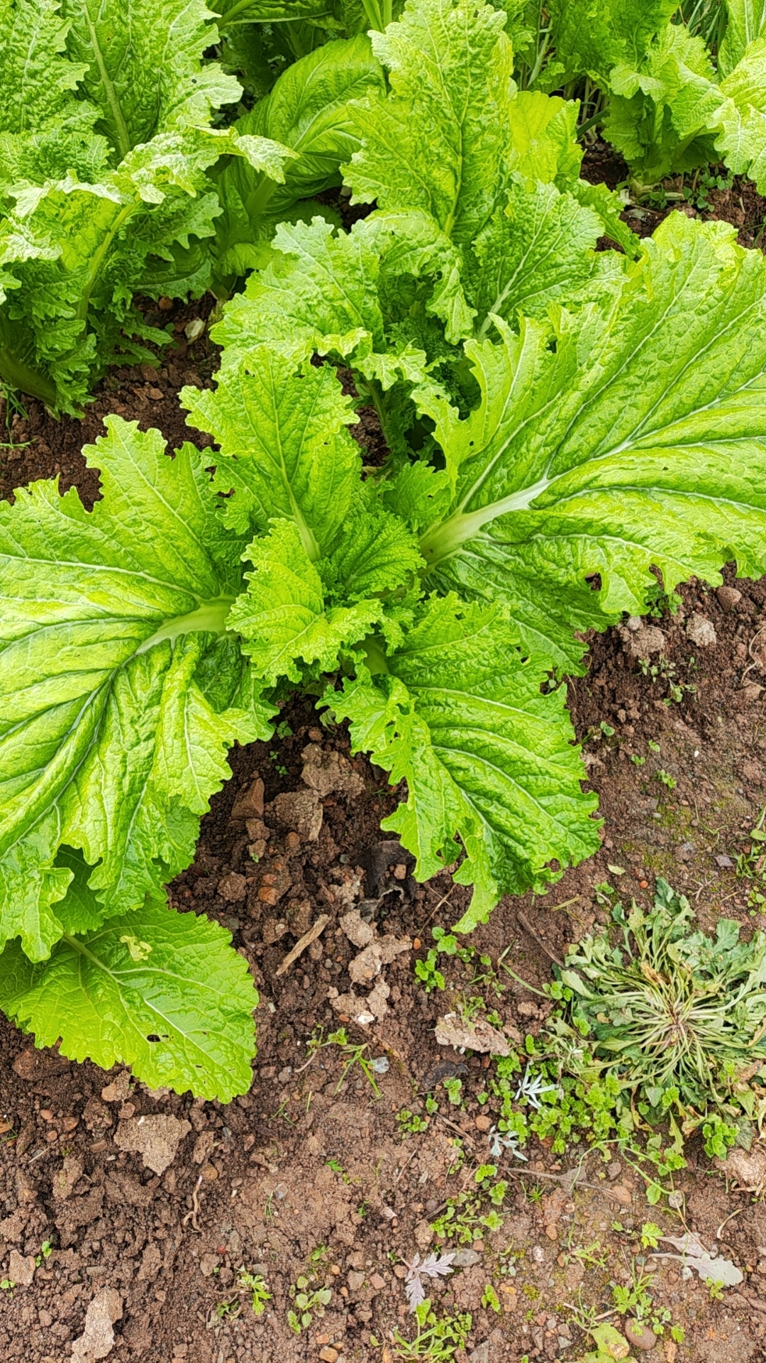 身边的植物# #田园生活# #开心菜园