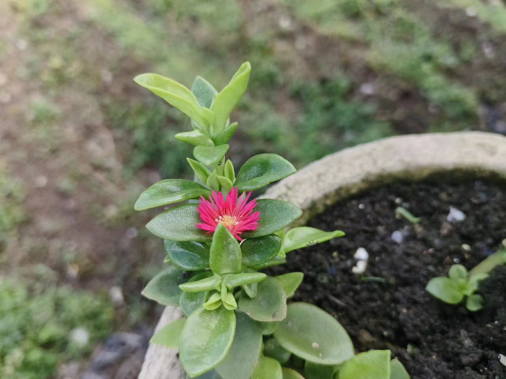 樱姐身边的植物…穿心莲,开出了第一朵灿烂的花朵!#身边的植物