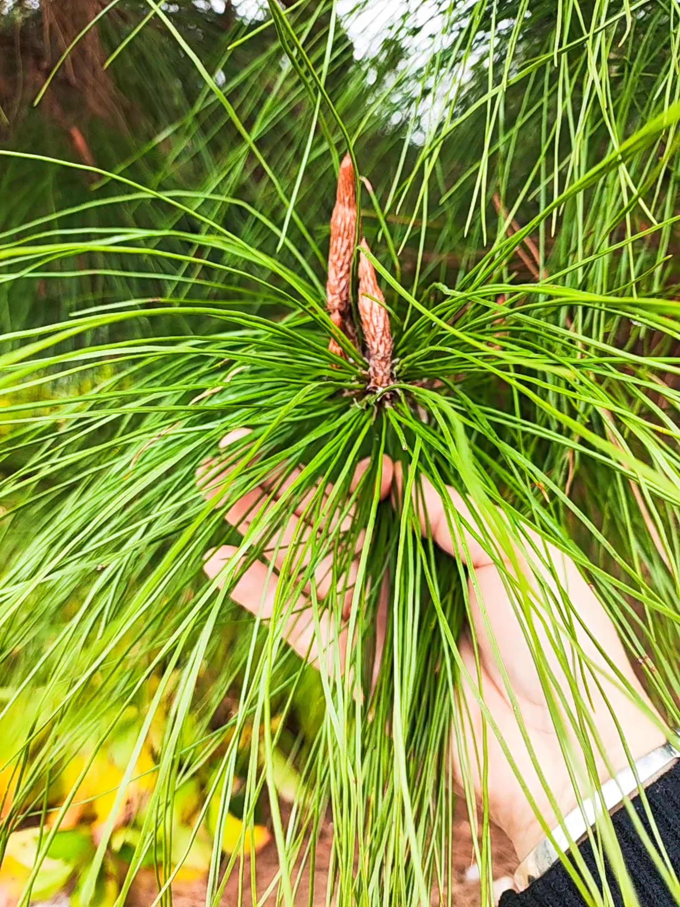 樱姐随拍…樱姐身边的植物枞树