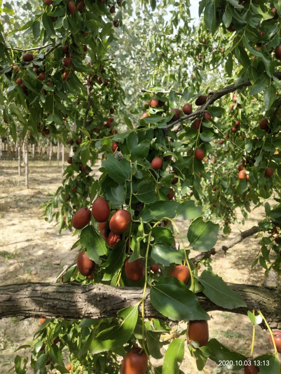 河北献县孔庄村金丝小枣