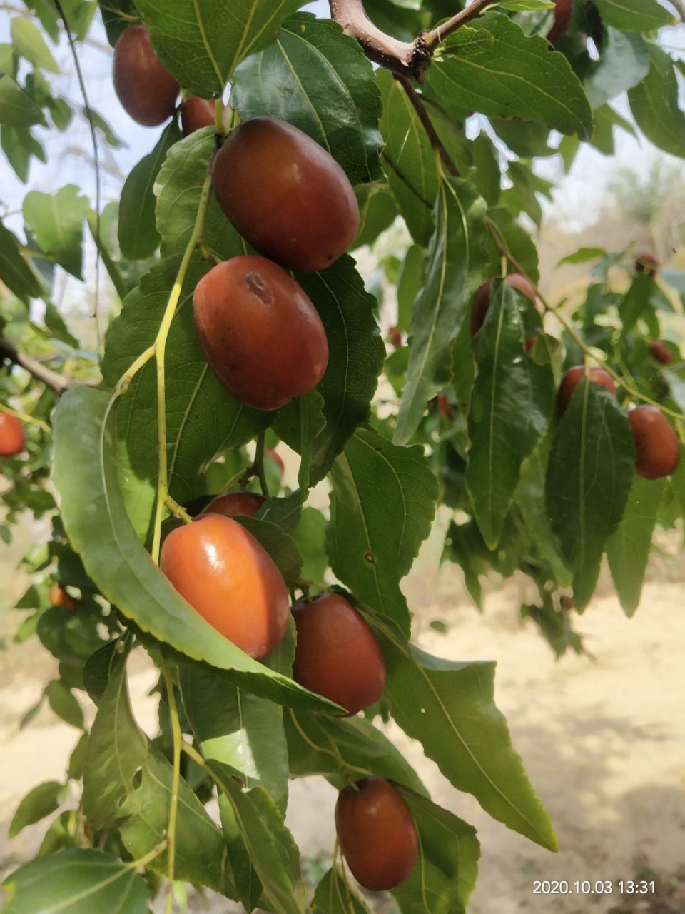 河北献县孔庄村金丝小枣