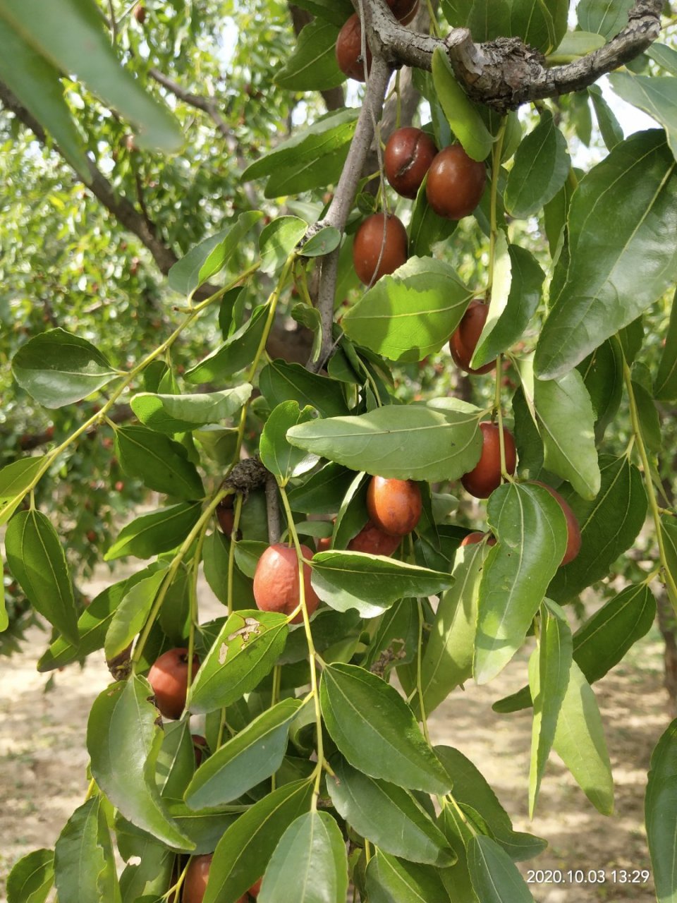 河北献县孔庄村金丝小枣