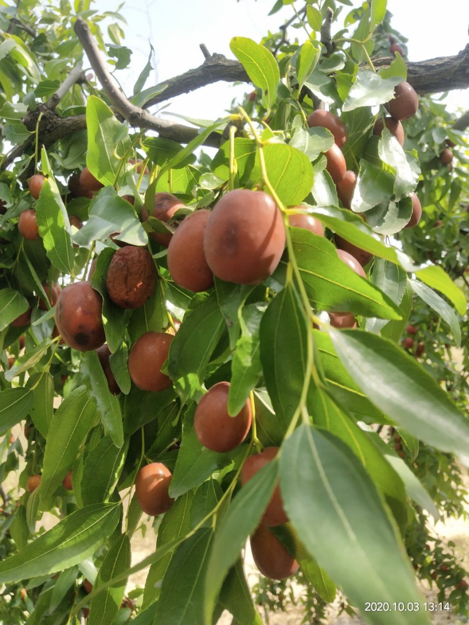 河北献县孔庄村金丝小枣