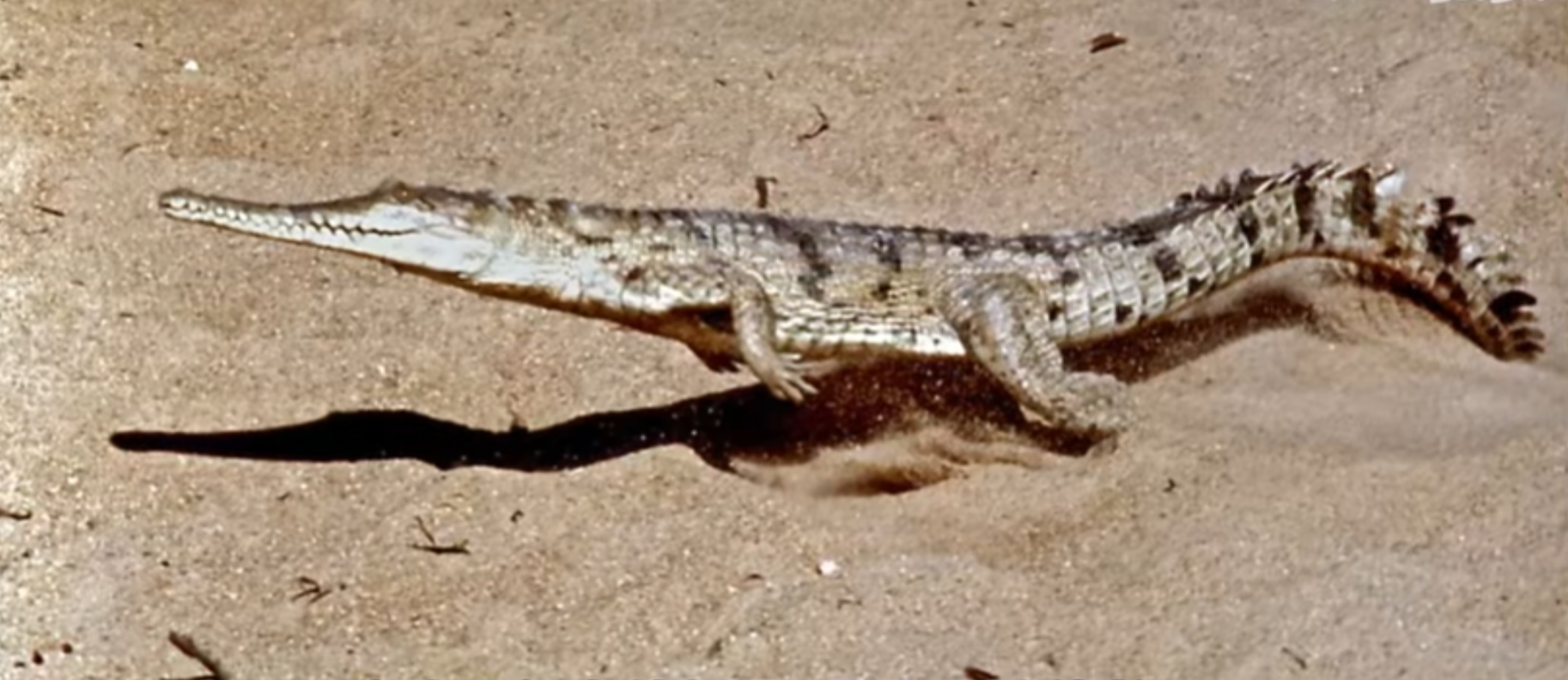 在陆地上狂奔的澳洲淡水鳄