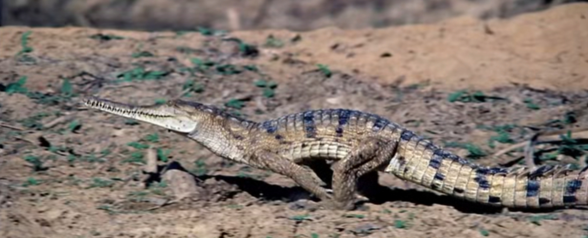 在陆地上狂奔的澳洲淡水鳄