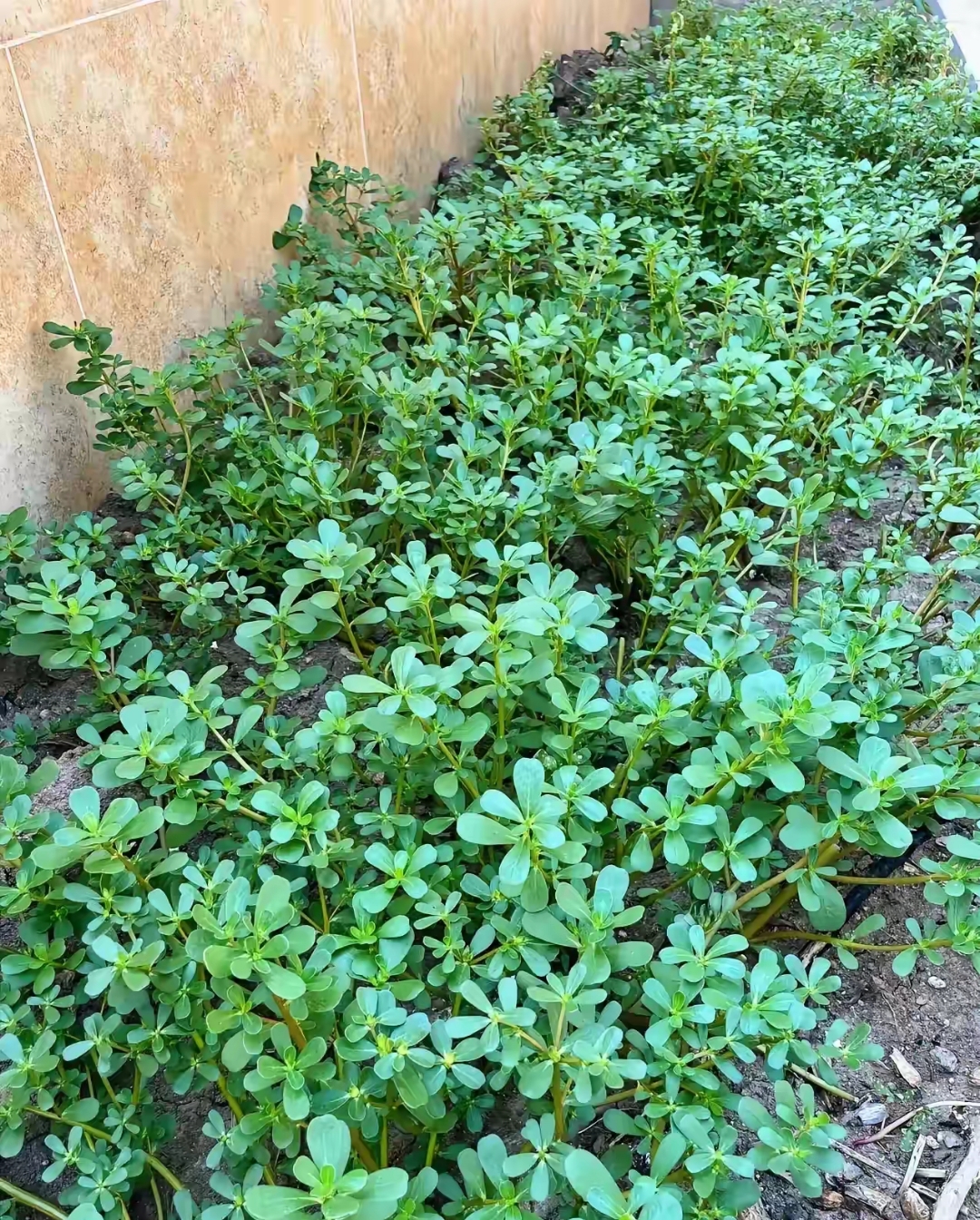 生命力这么强在石头缝里都给钻出来