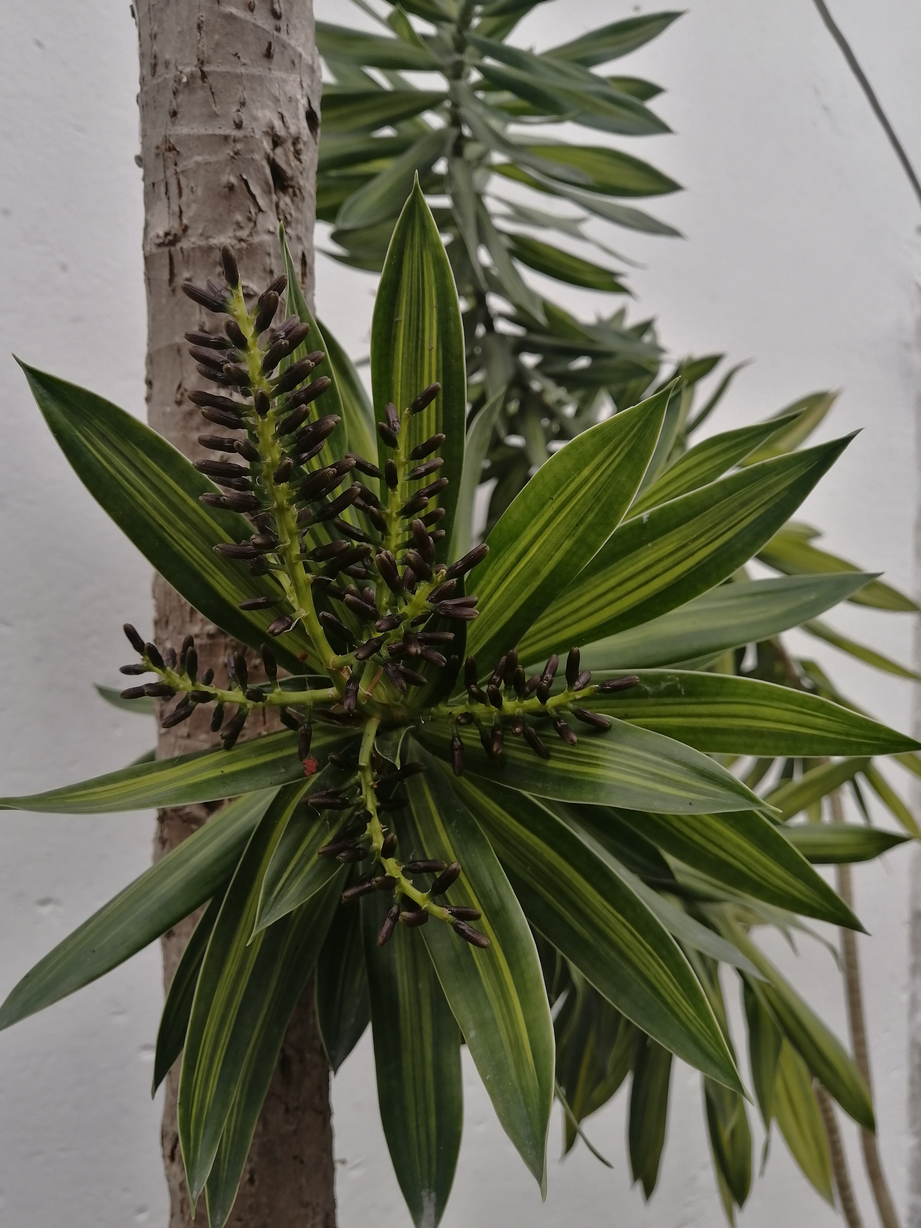 友友们看看这种叫什么竹子?还会开花,花的颜色是深紫色的?