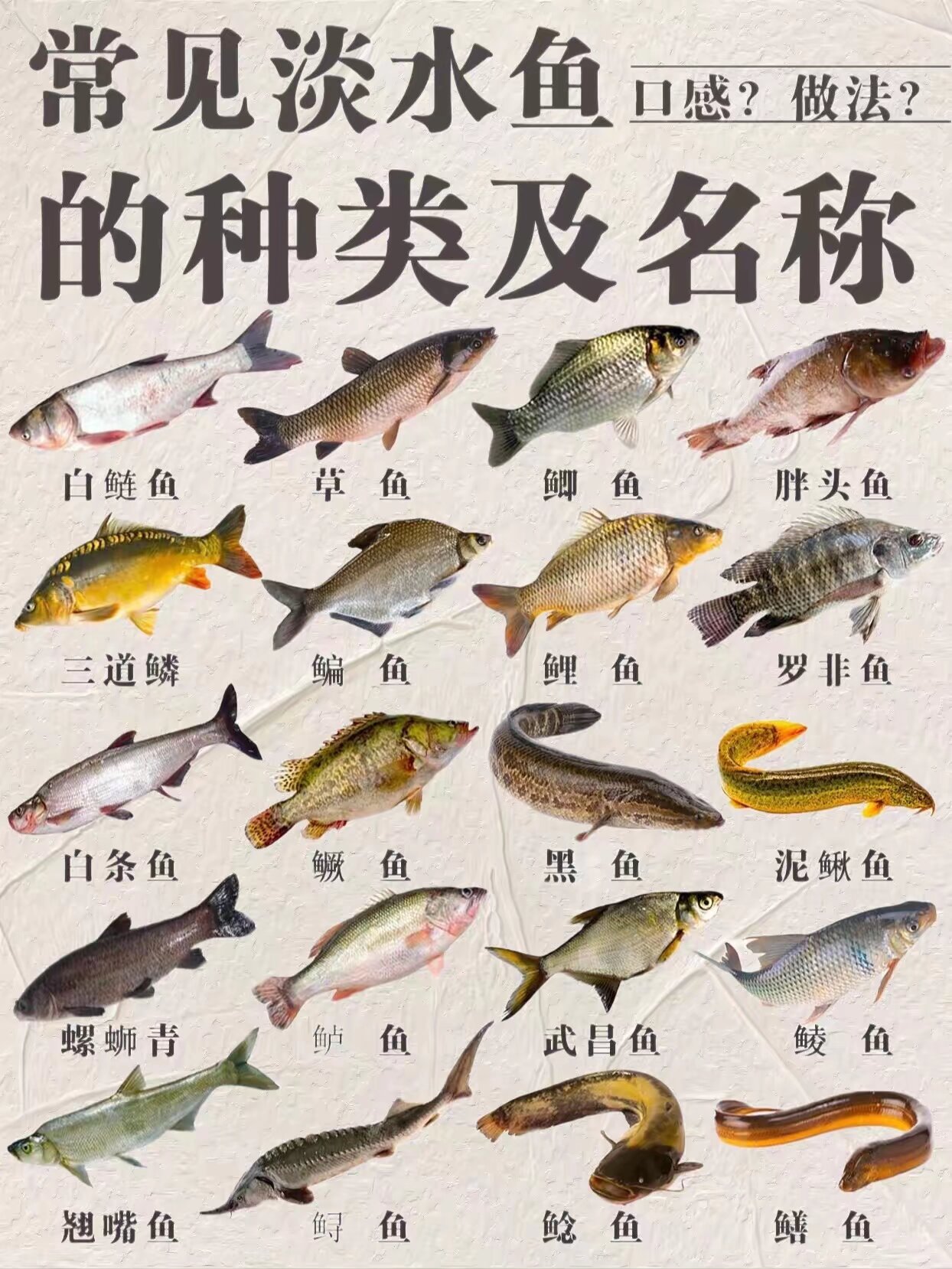 名称淡水鱼图鉴赤水河167种鱼类图片1000种鱼的名字大全鱼的种类图片