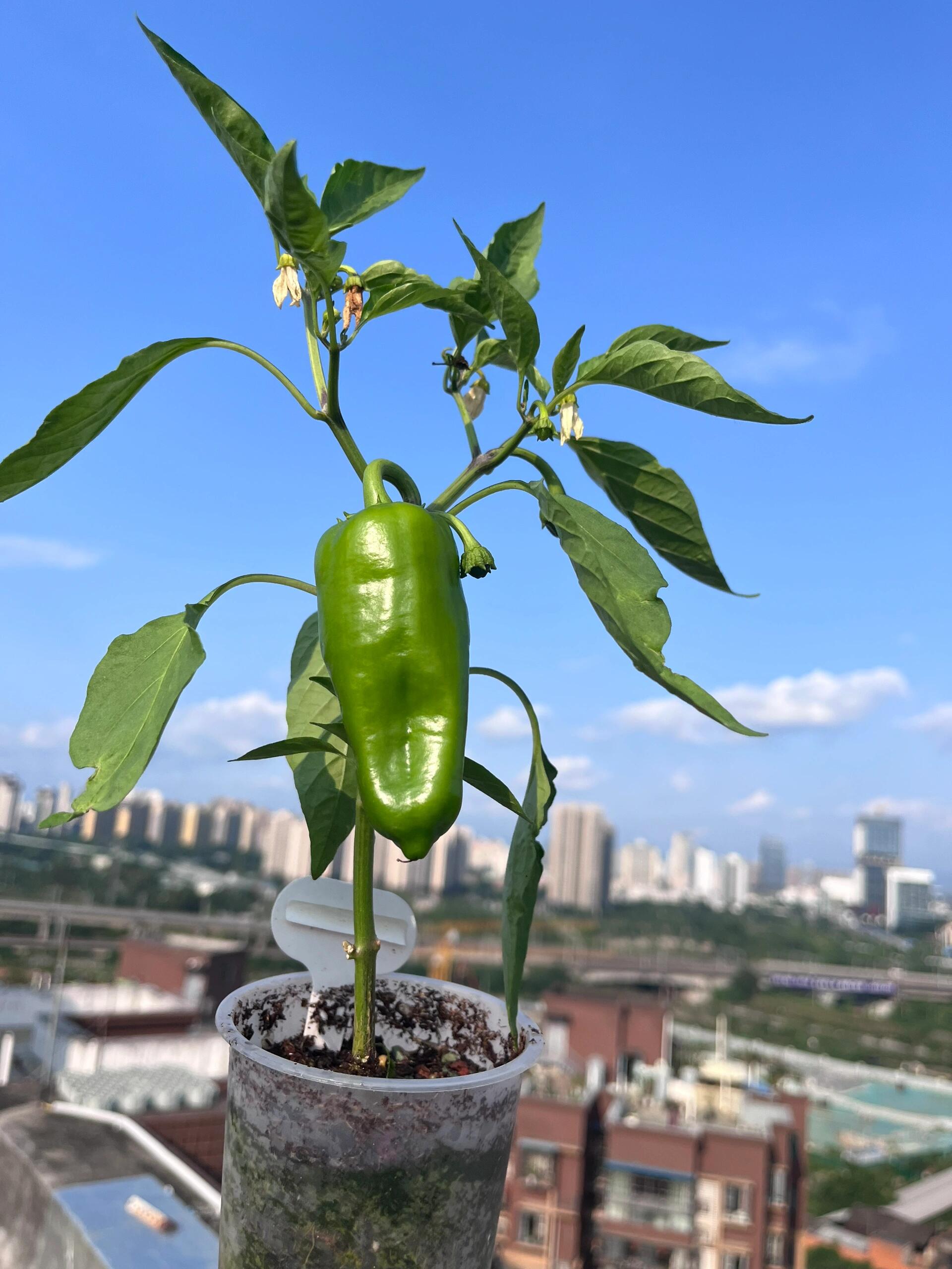 在办公室阳台种辣椒