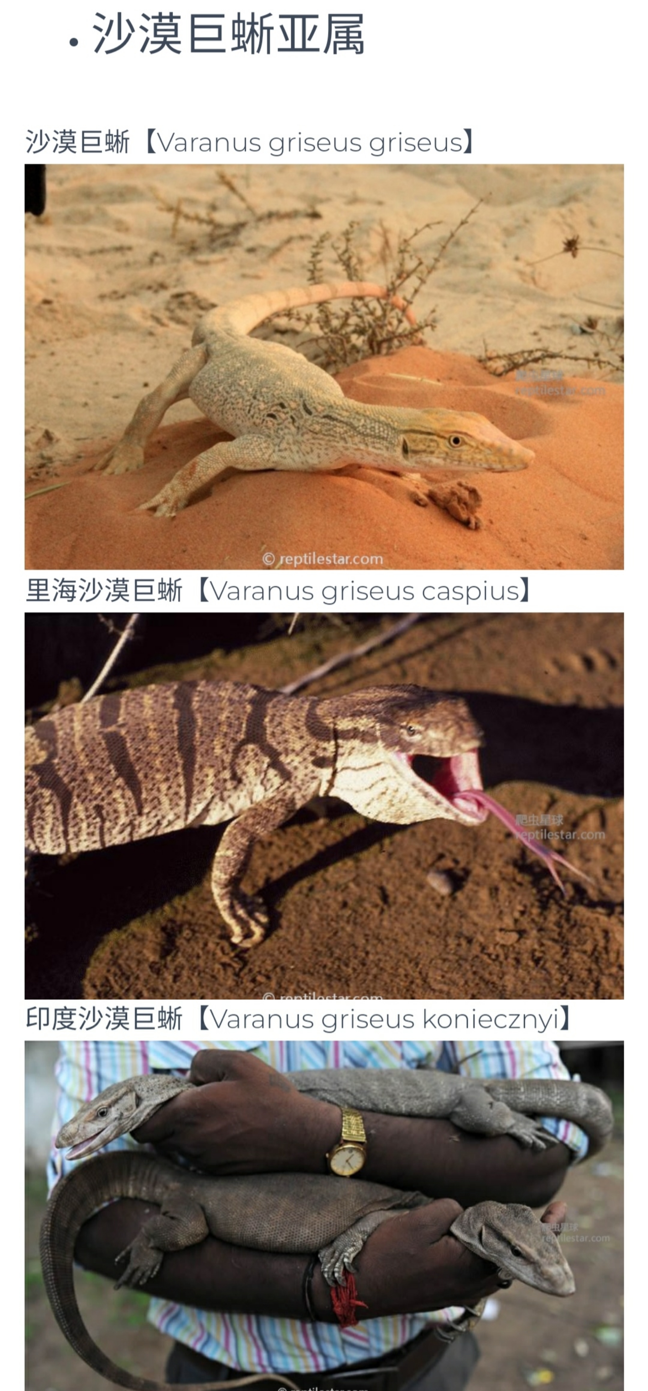 巨蜥科成员图鉴总结 图1:真巨蜥亚属 图2:泽巨蜥亚属 图3:黄巨蜥亚属