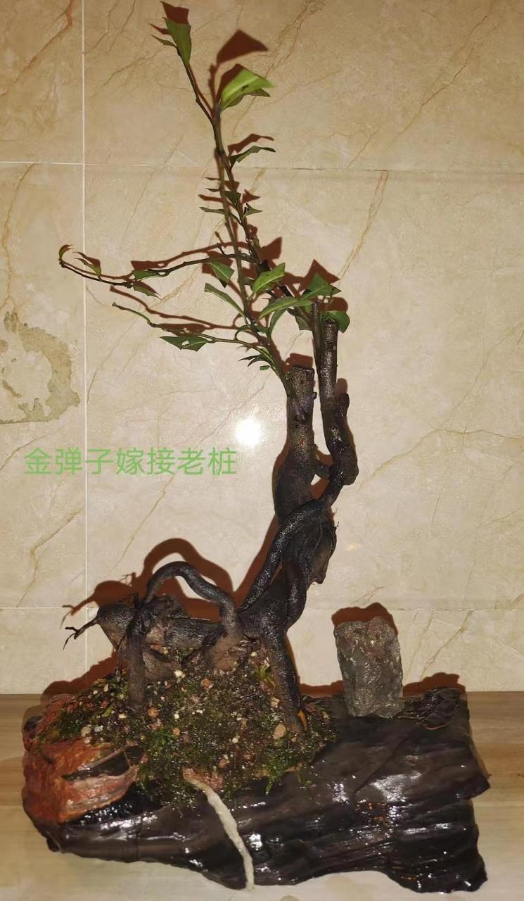 灵璧奇石花盆#绿植