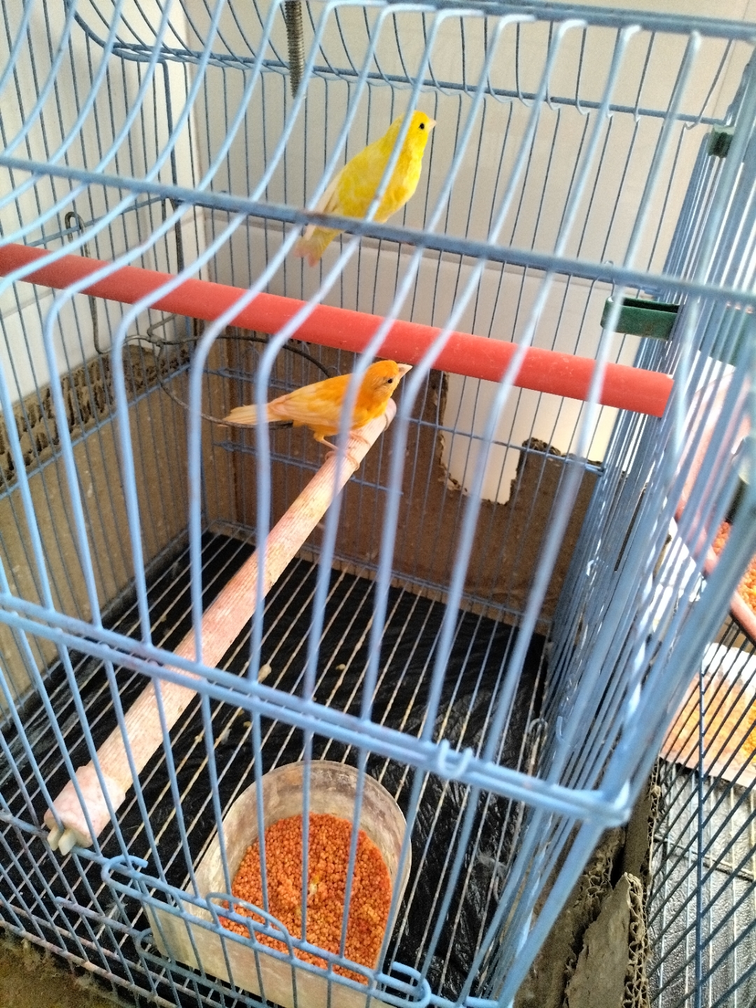 帮忙看看这是辣椒红鸟吗