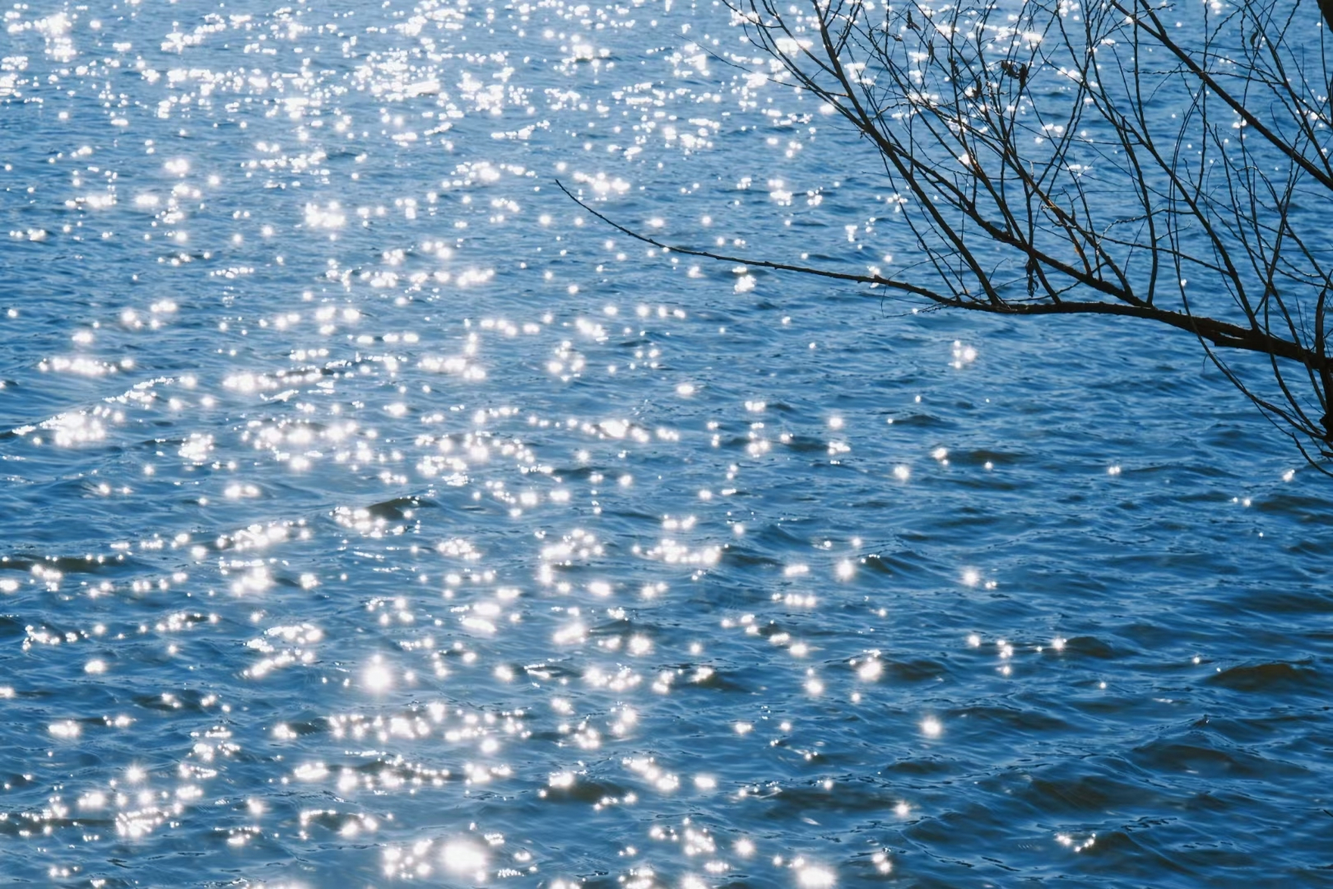 春来水波荡漾,河畔绿意盎然,随手捕捉瞬间美,美景如画入眼帘.