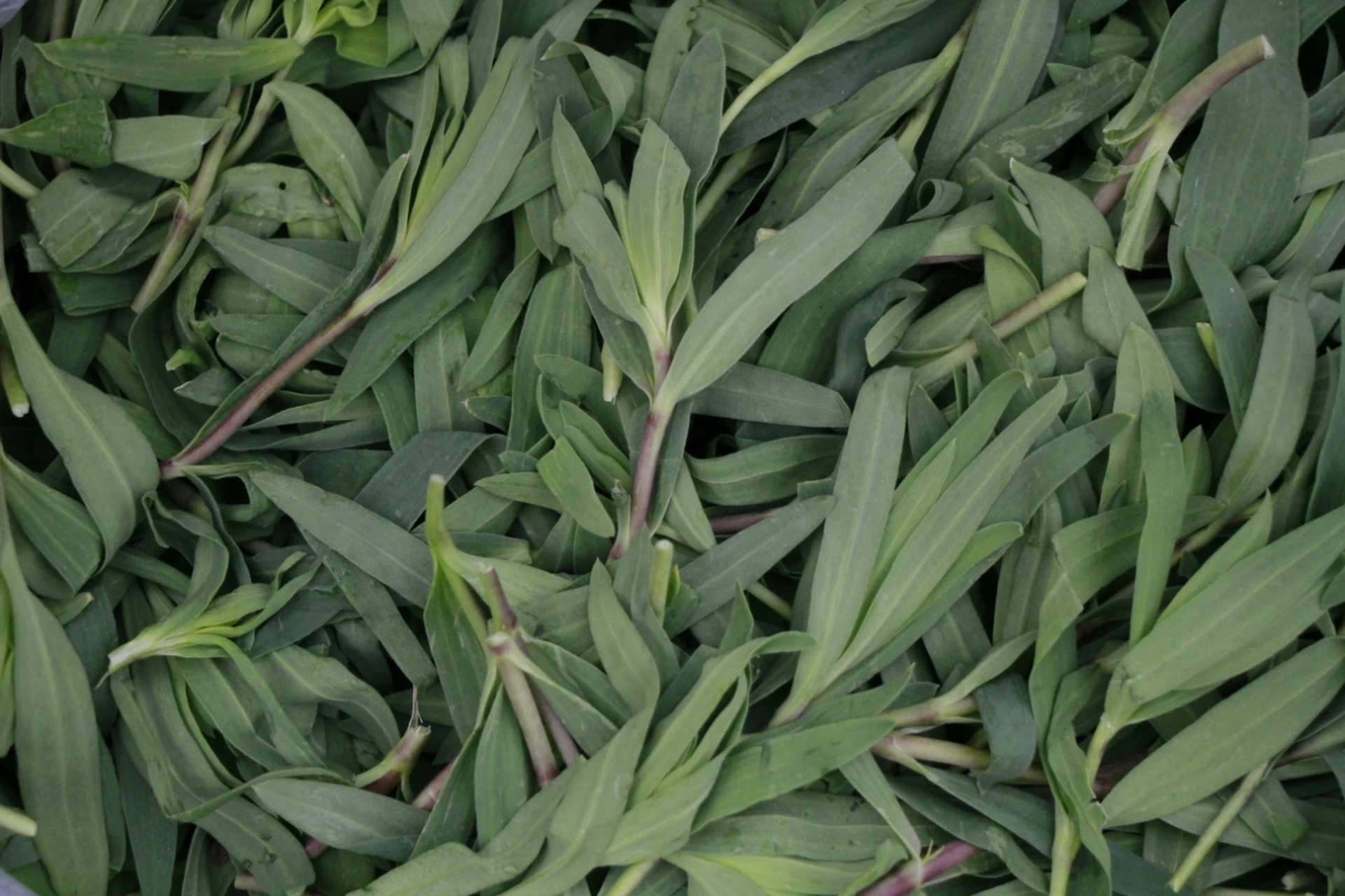 山麻楂主要生长于干燥的山坡上,及山坡石缝中.