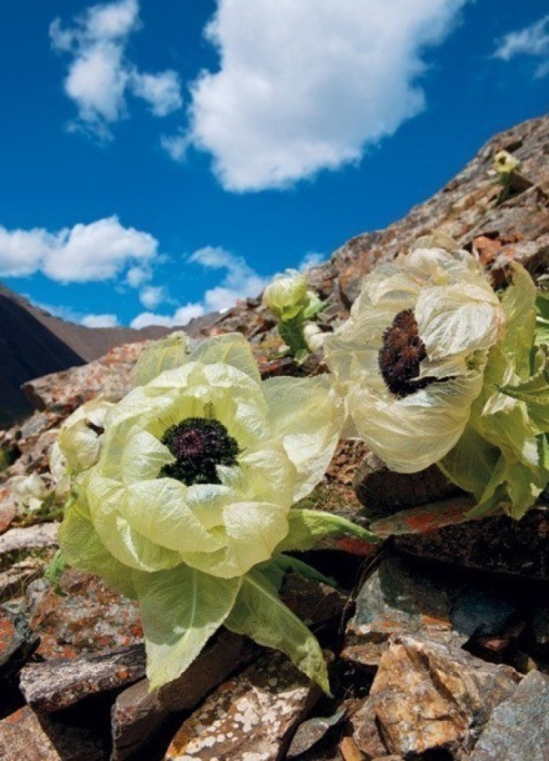 天山雪莲花#  图一图二是真的 图三图四是p的