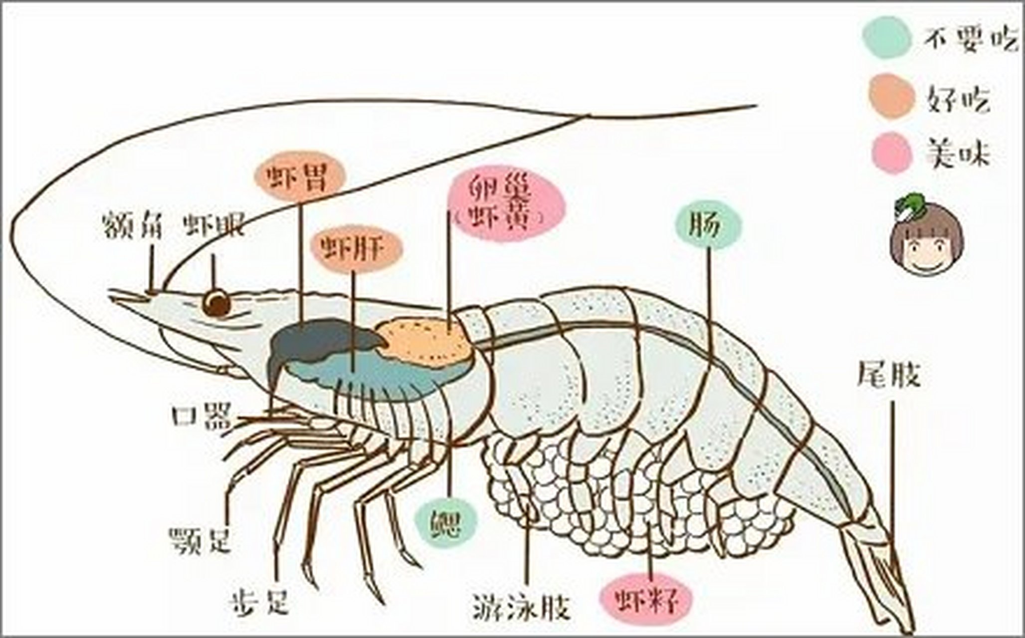 对虾结构图图片