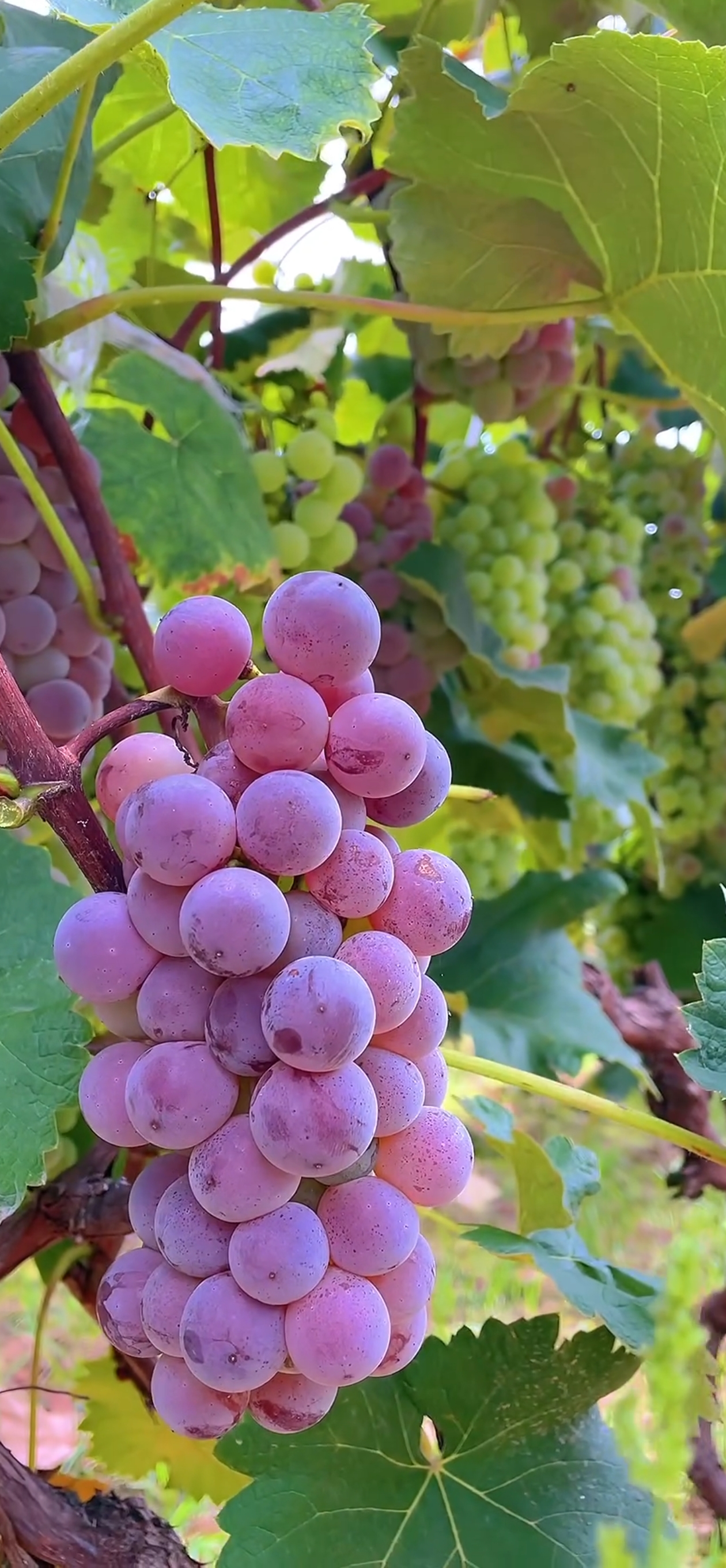今天走进自己家的葡萄园,这葡萄树长得真茂盛,硕果累累,这一串串葡萄