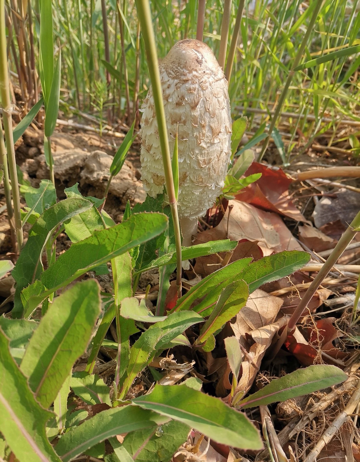 本来是去芦苇荡里挖曲曲菜的,结果发现了两颗毛头鬼伞又称鸡腿菇的