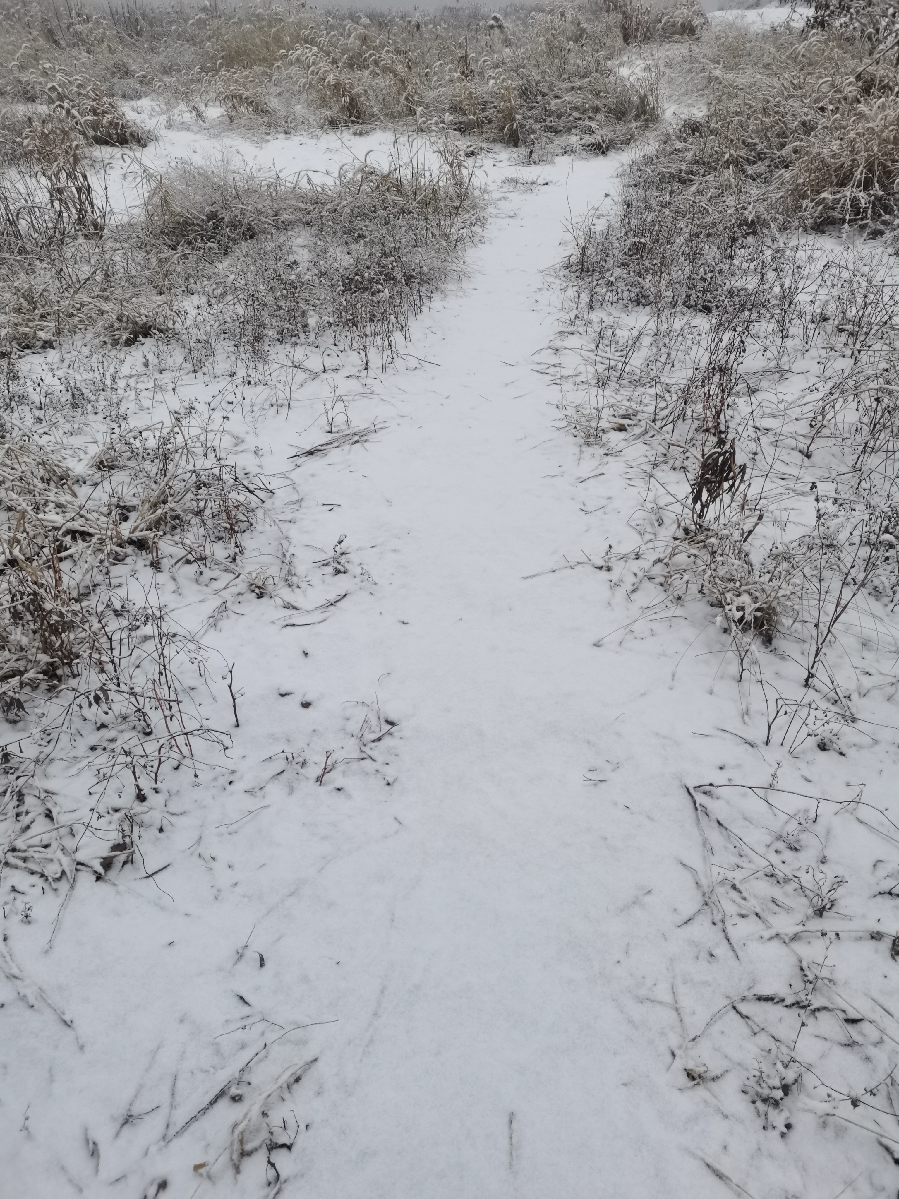 下雪农村山上图片图片