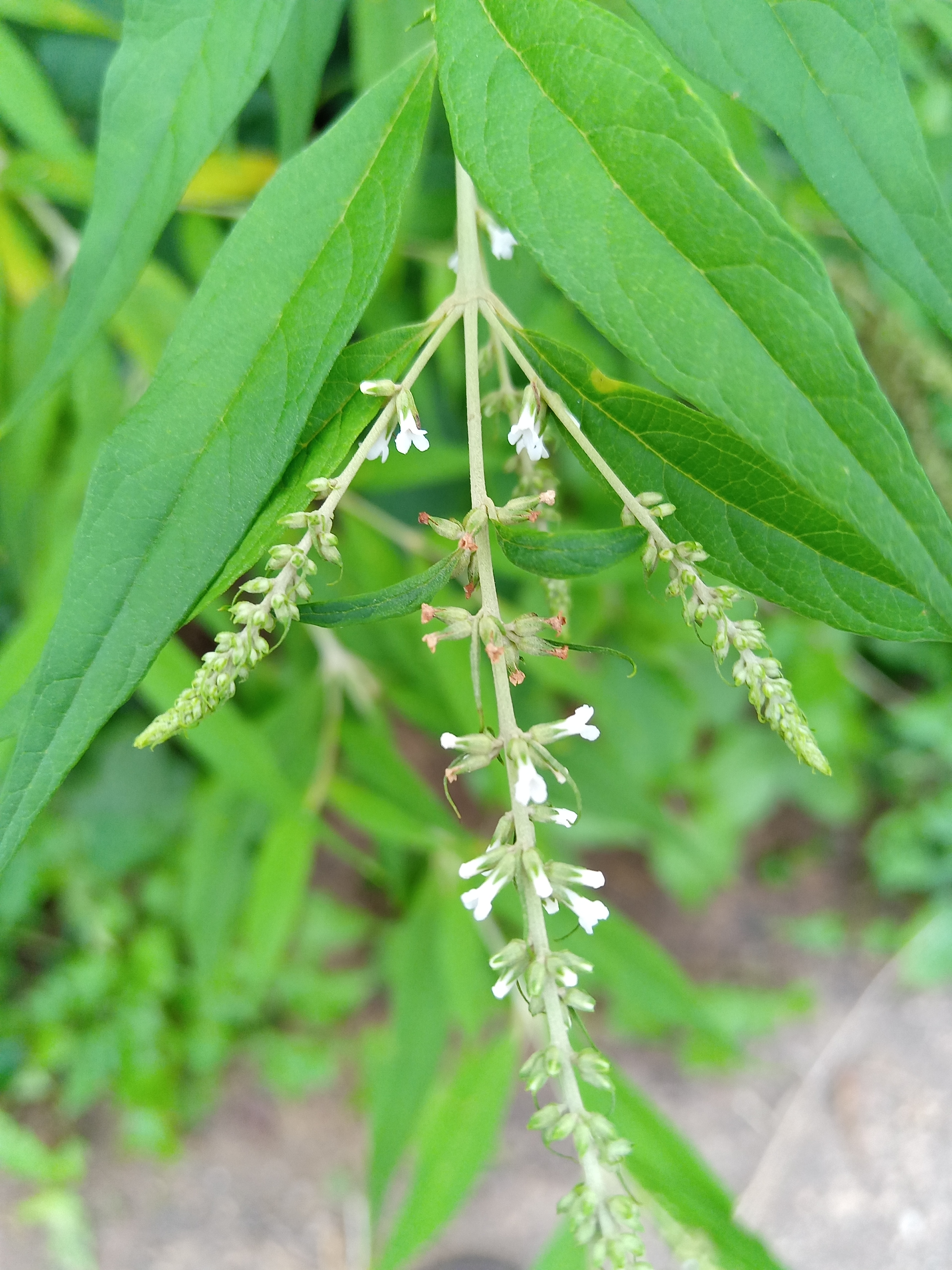 马钱草图片