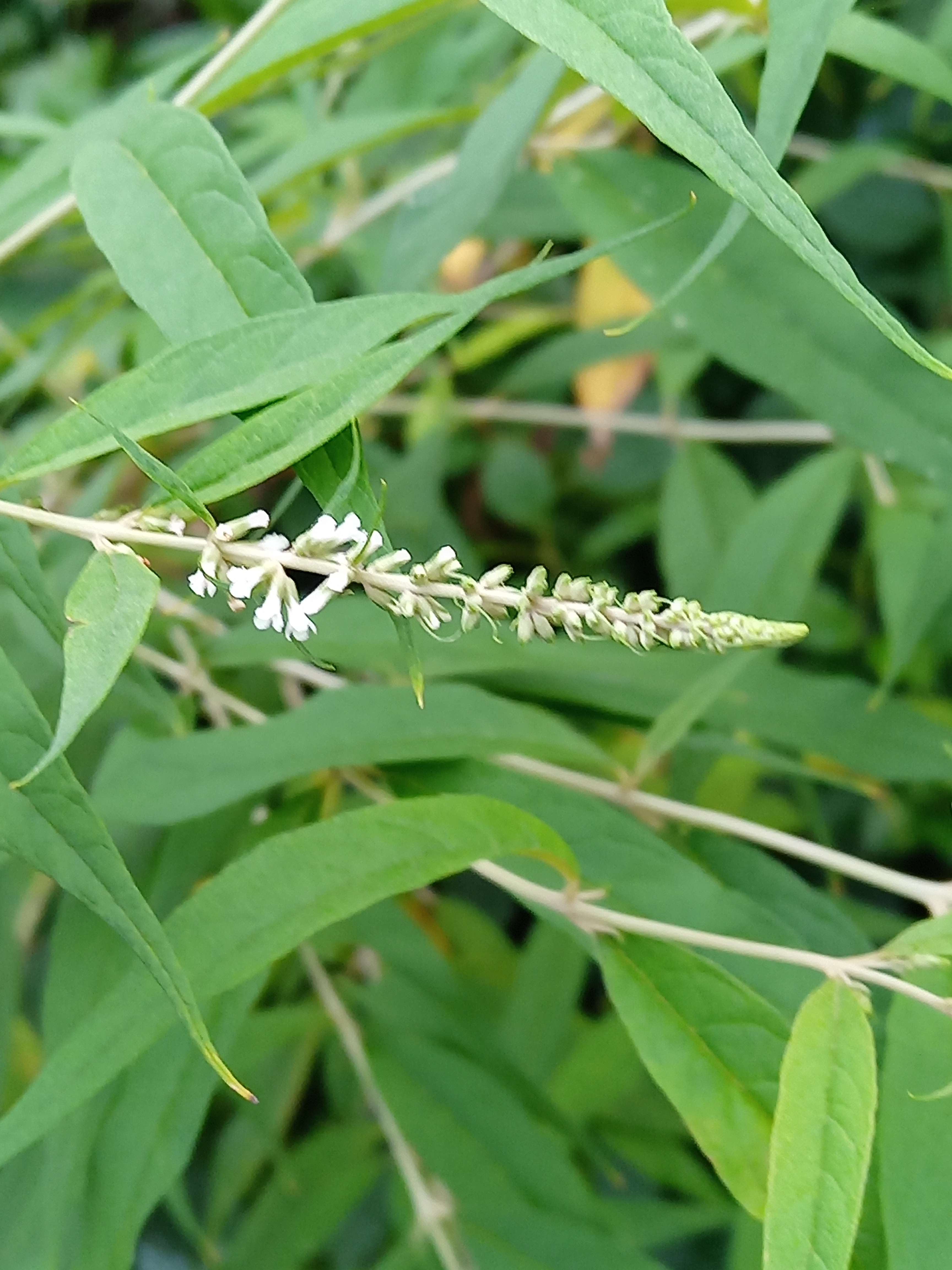 马钱草图片