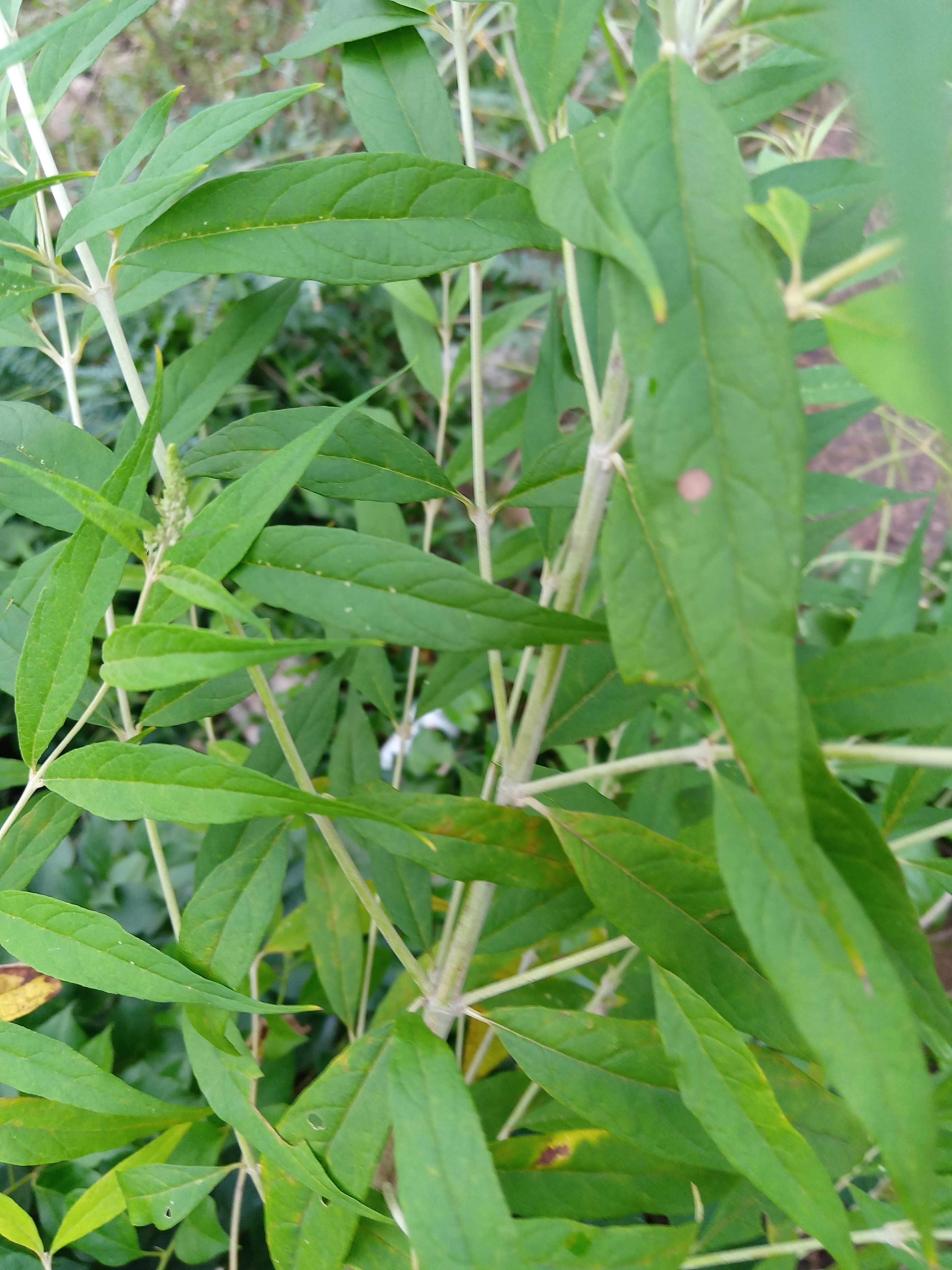 这个植物要注点意,它是马钱草科醉鱼草属植物,它有毒吗?