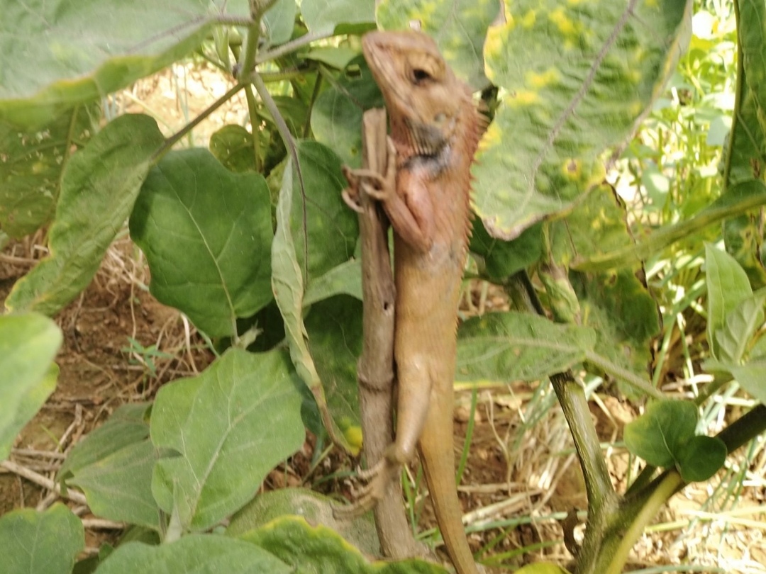 雷公马是海南人对变色树蜥俗称.变色树蜥是鬣蜥科,树蜥属的爬行动物.