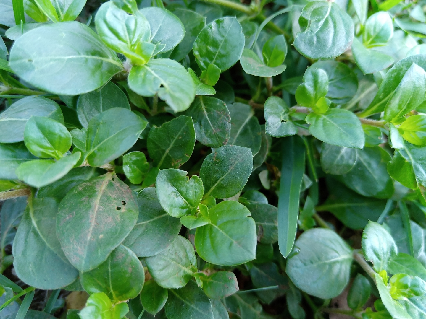 这个叫刺花莲子草,是个苋科植物.原产南美洲,我国华南地区多见