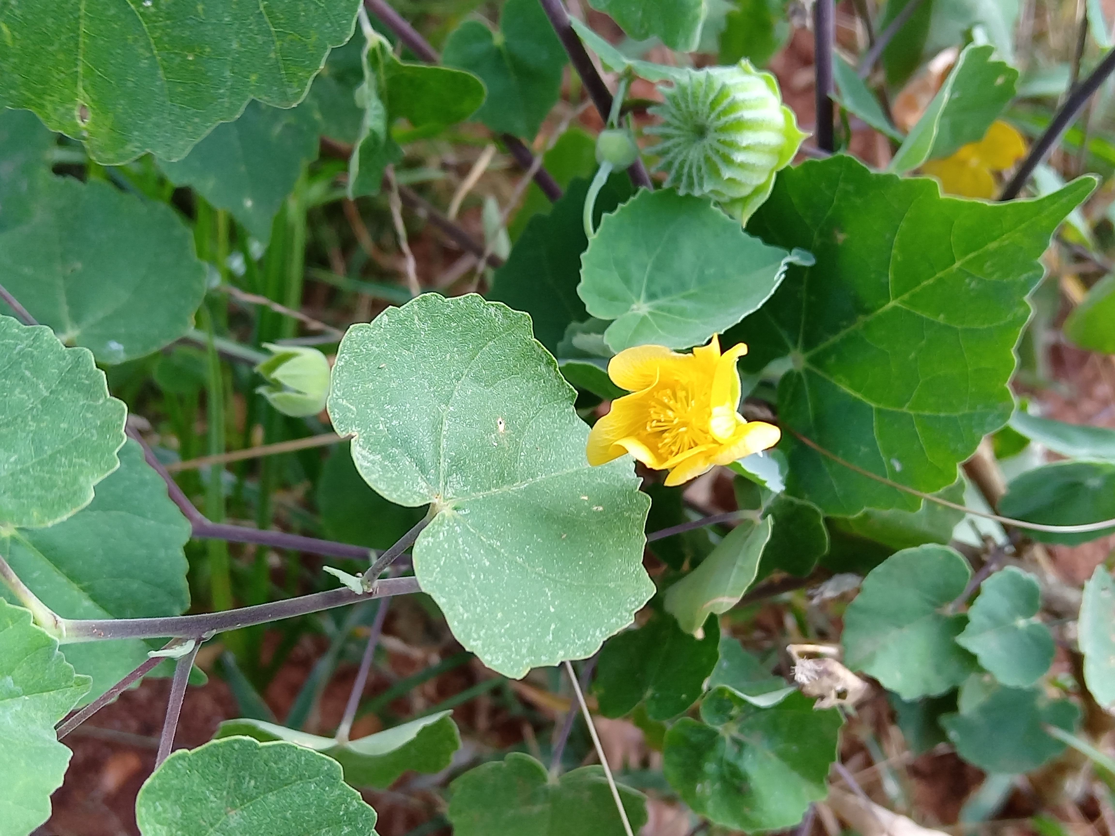 它是锦葵科苘麻属植物,全国各地几乎都有野生.