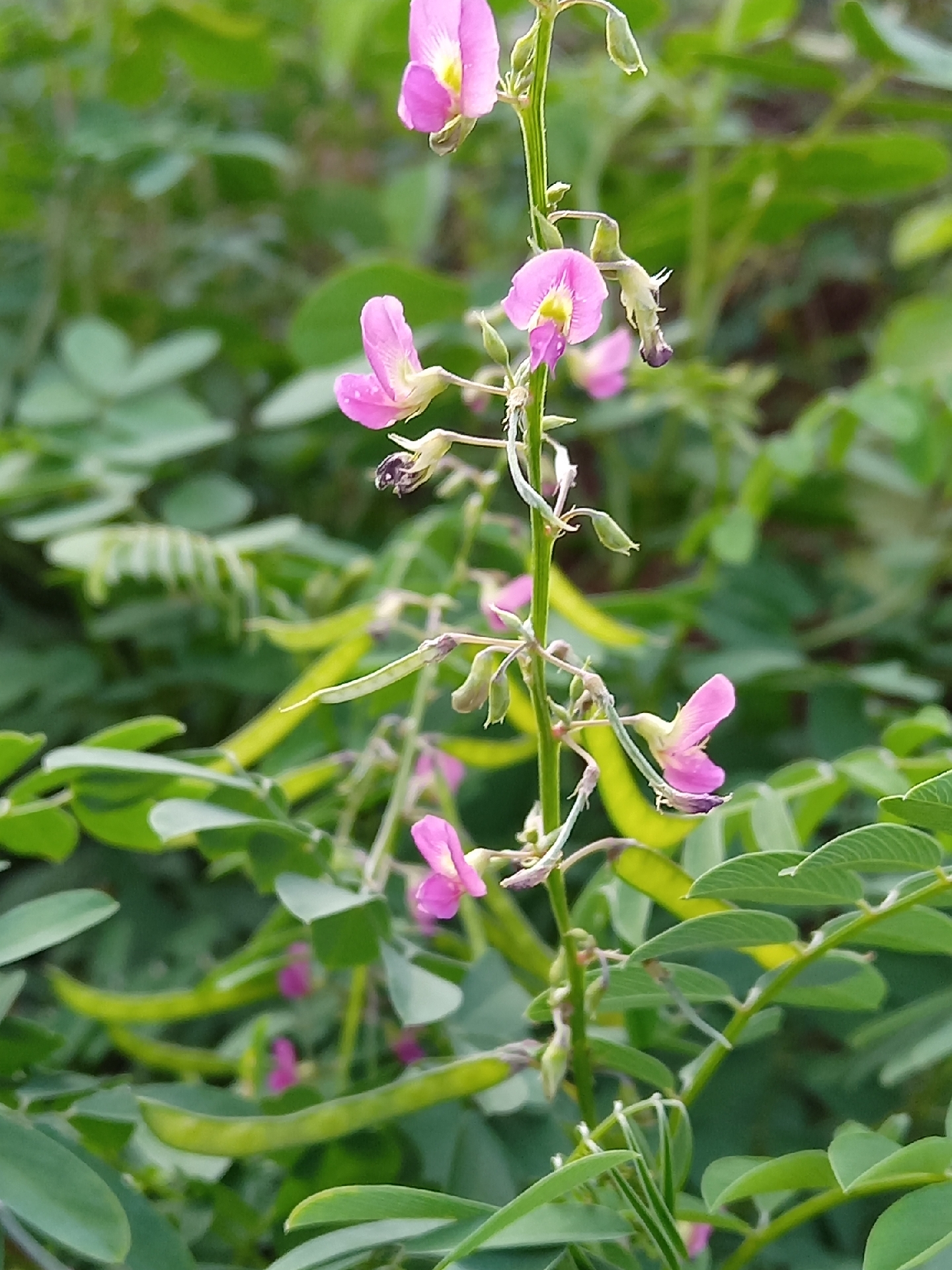 另一种是木兰,那是个木本植物,也是个传统花卉.花也是中药,叫辛夷