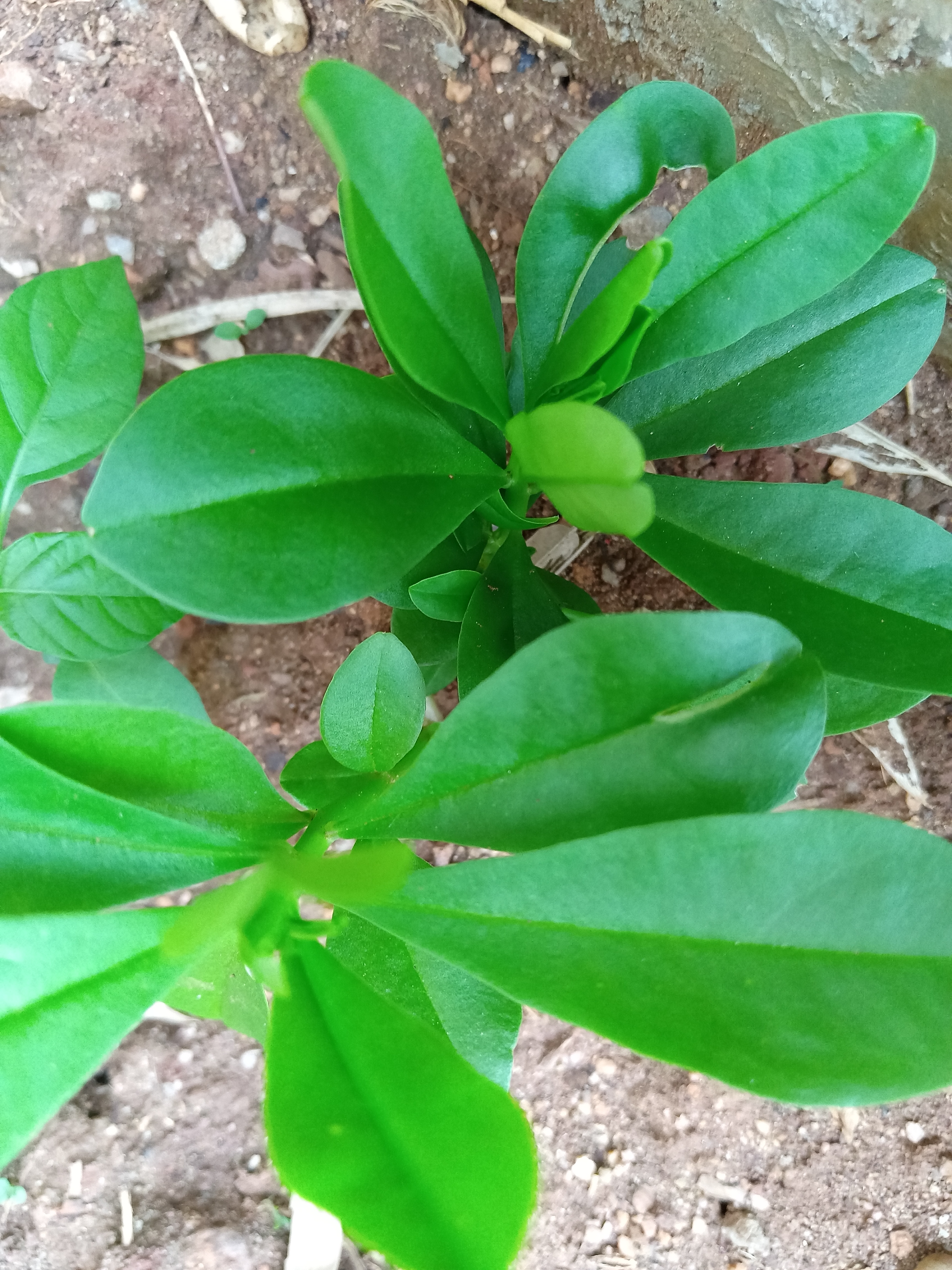 土人参有人参的功效,同时也是高档蔬菜.它的花开在夏秋之间,果期就在