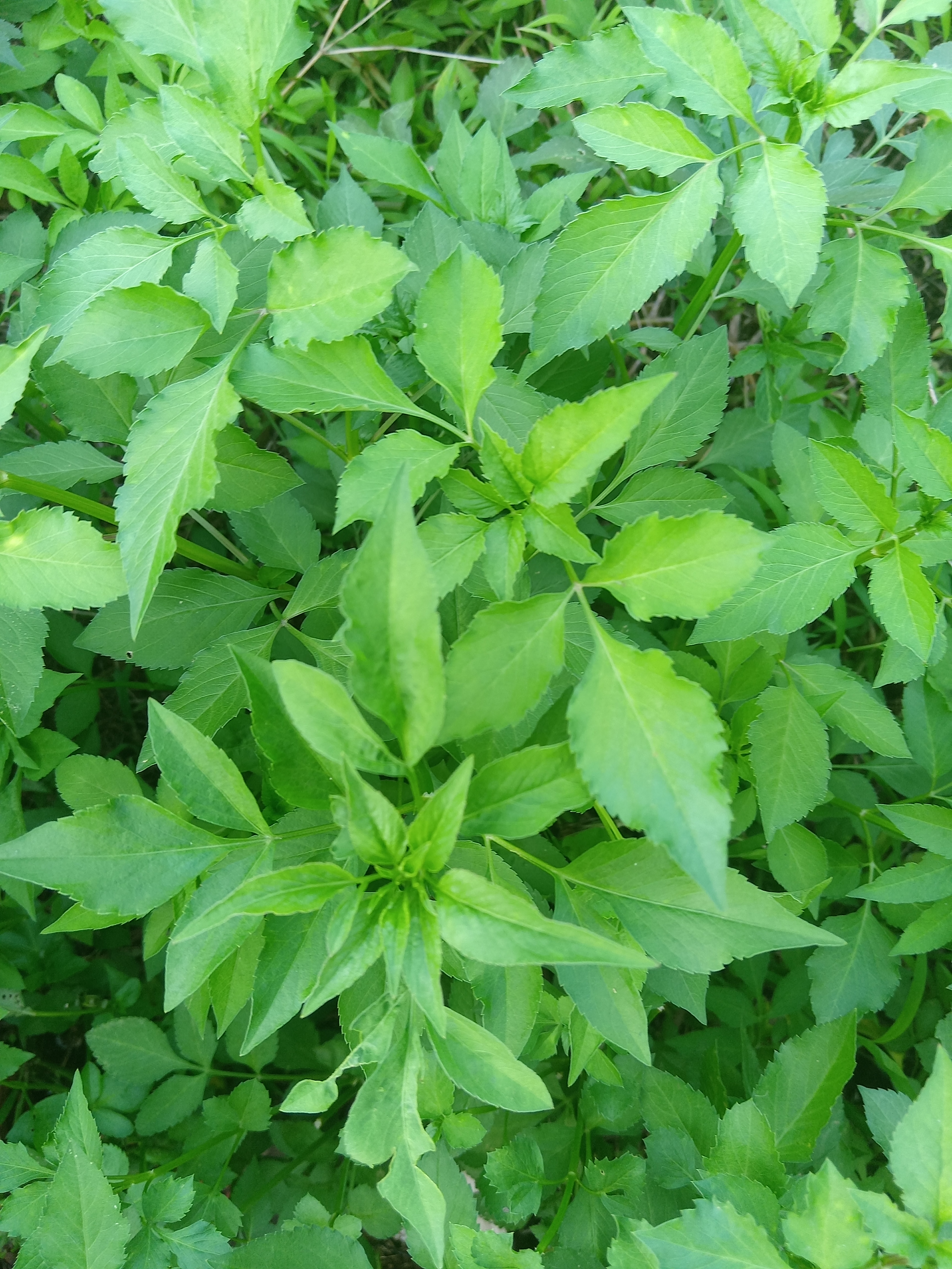 没有苦味,它是菊科植