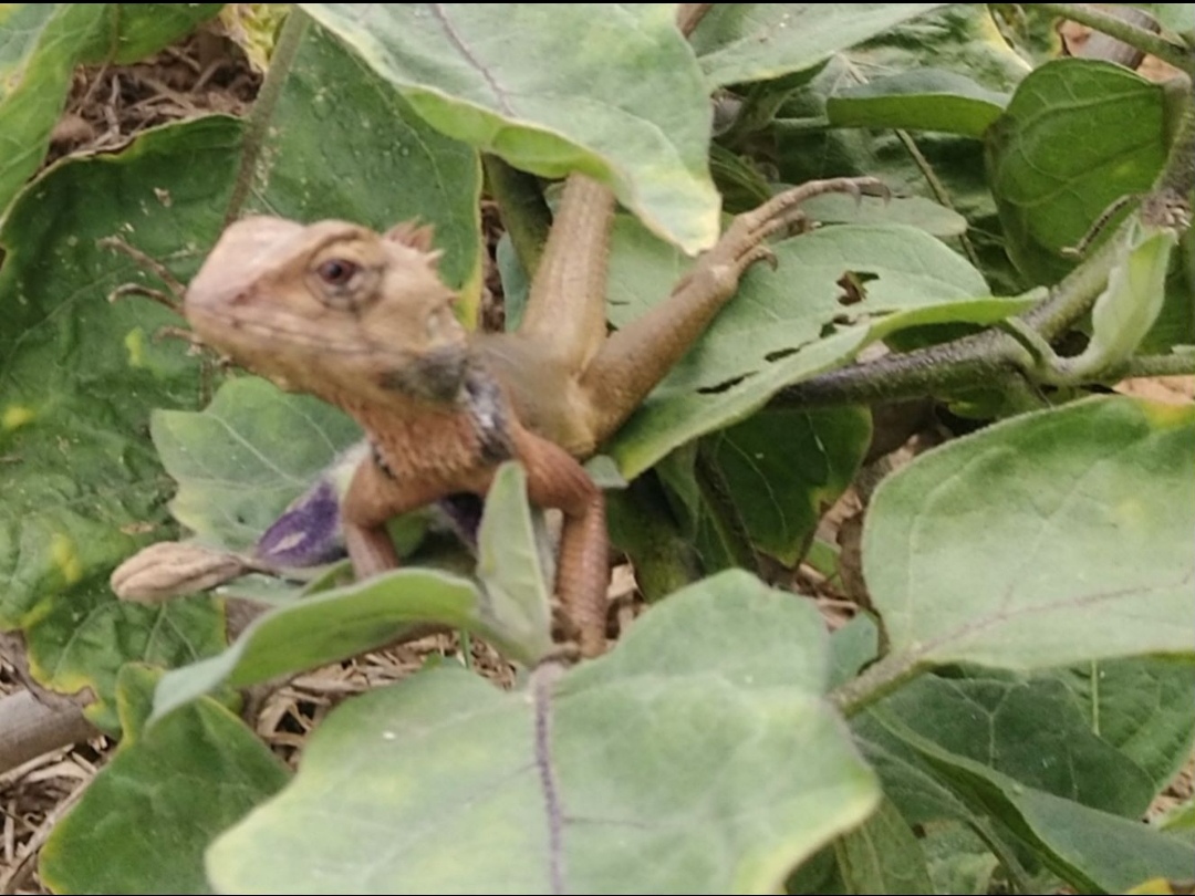 雷公马是海南人对变色树蜥俗称.变色树蜥是鬣蜥科,树蜥属的爬行动物.