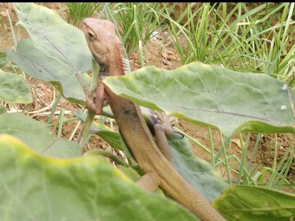 雷公马是海南人对变色树蜥俗称.变色树蜥是鬣蜥科,树蜥属的爬行动物.