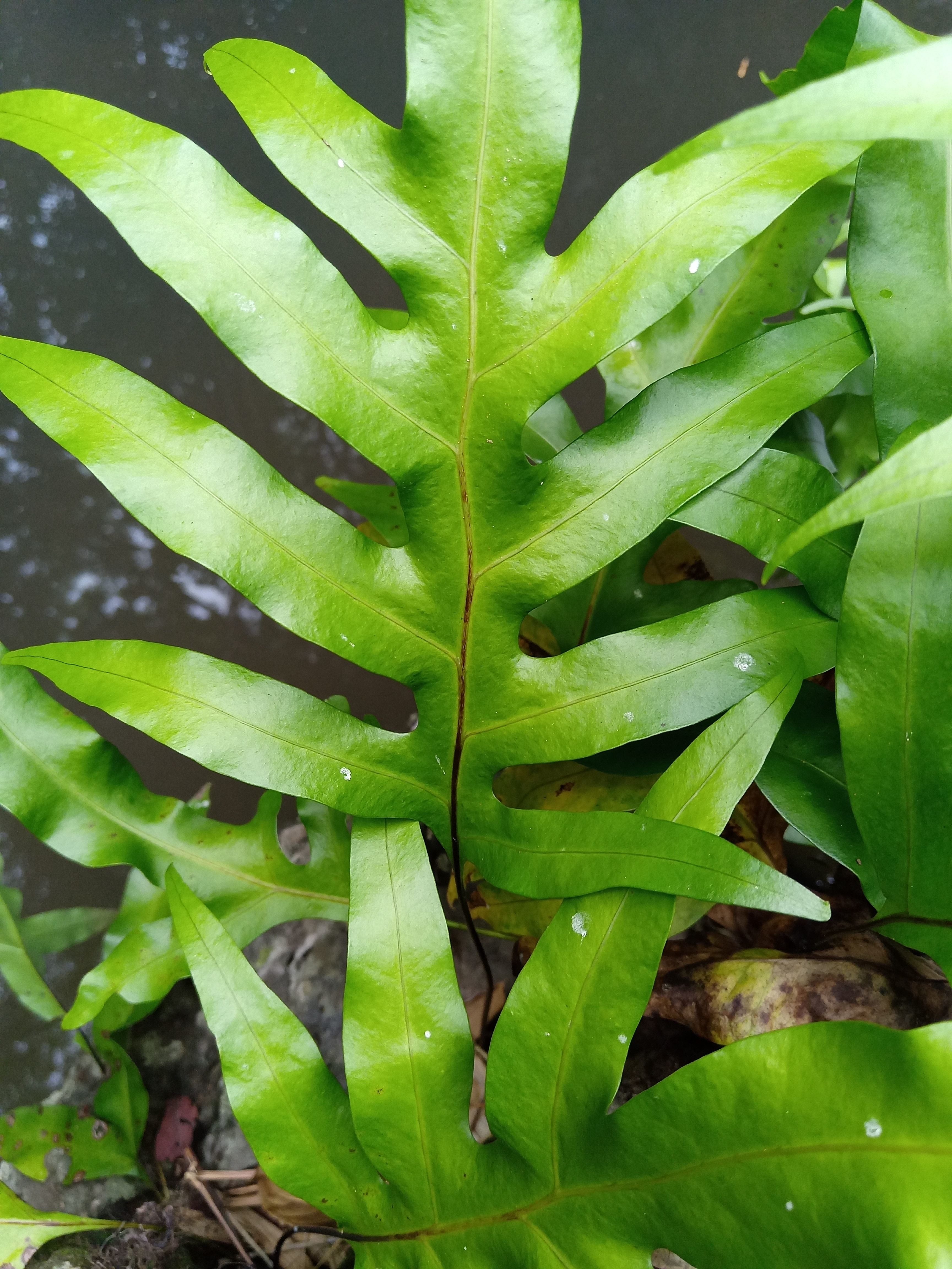 水蕨芨图片