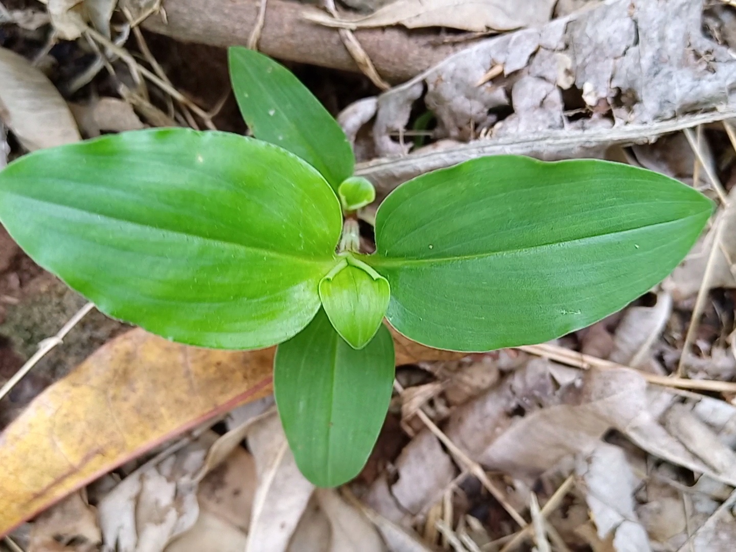 饭包草是鸭跖草属伏地生长植物,稀疏时也能直生长,饭包草嫩叶可食用
