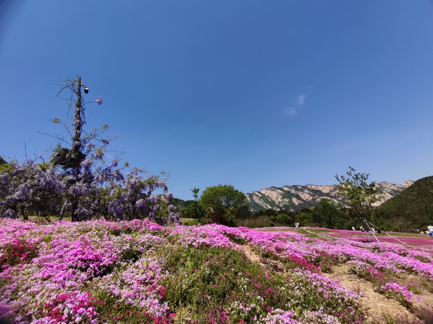 昆嵛山花海