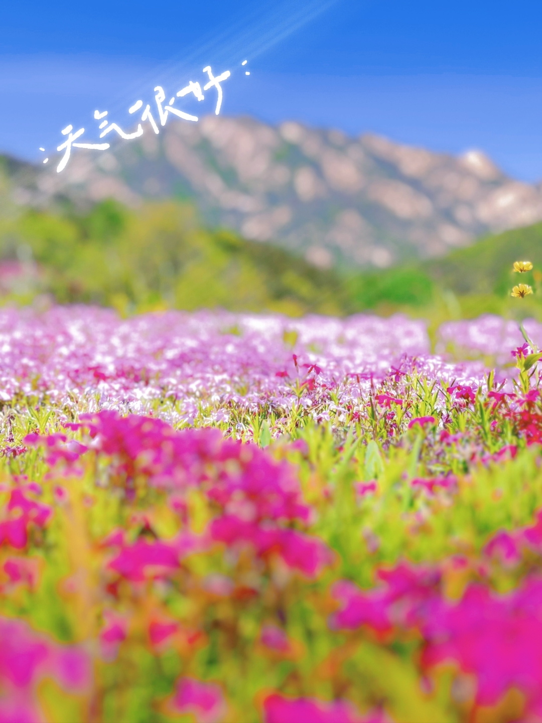 昆嵛山花海