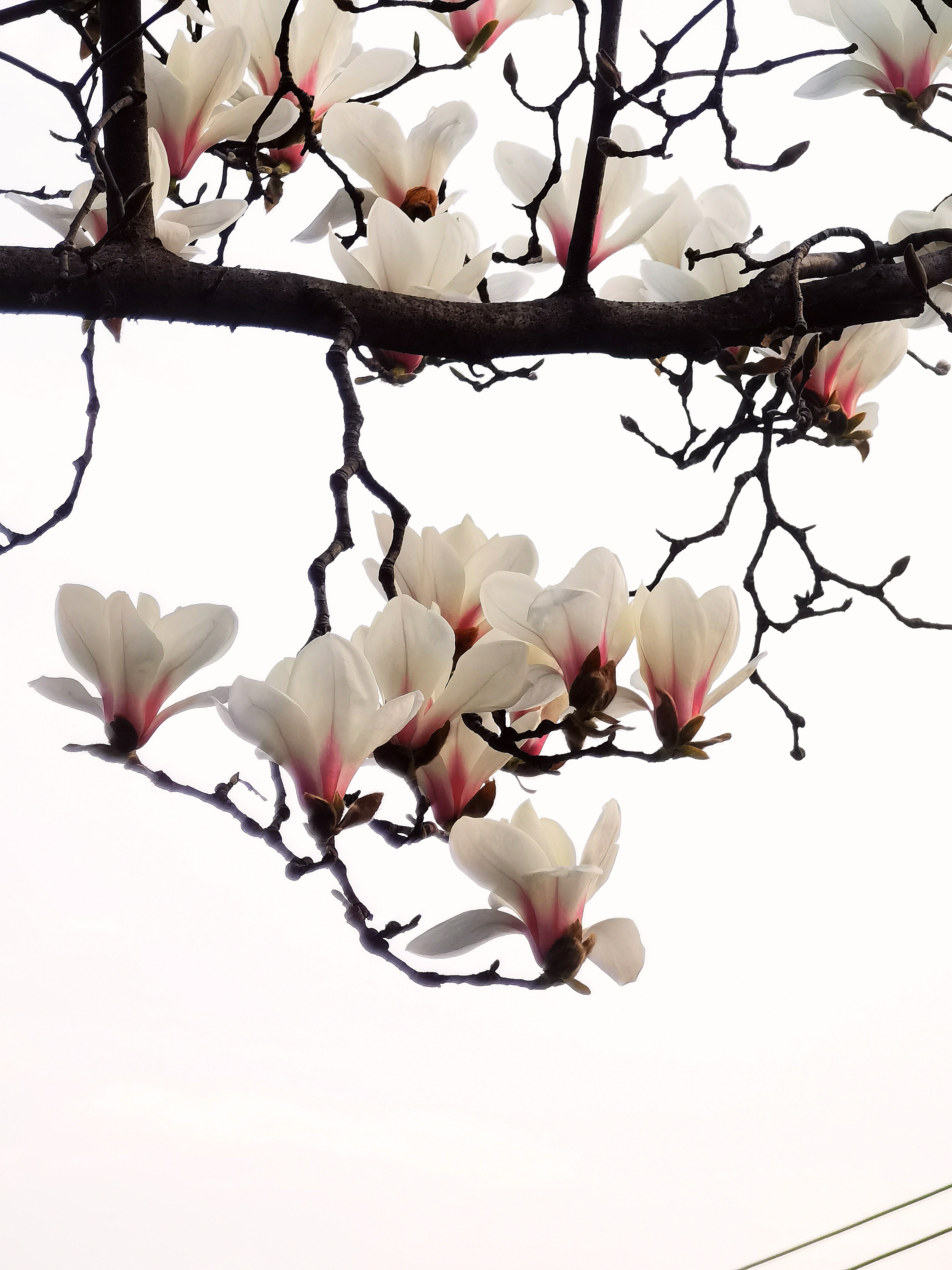 偶然间发现这棵盛开的木兰树,它静静地站在白