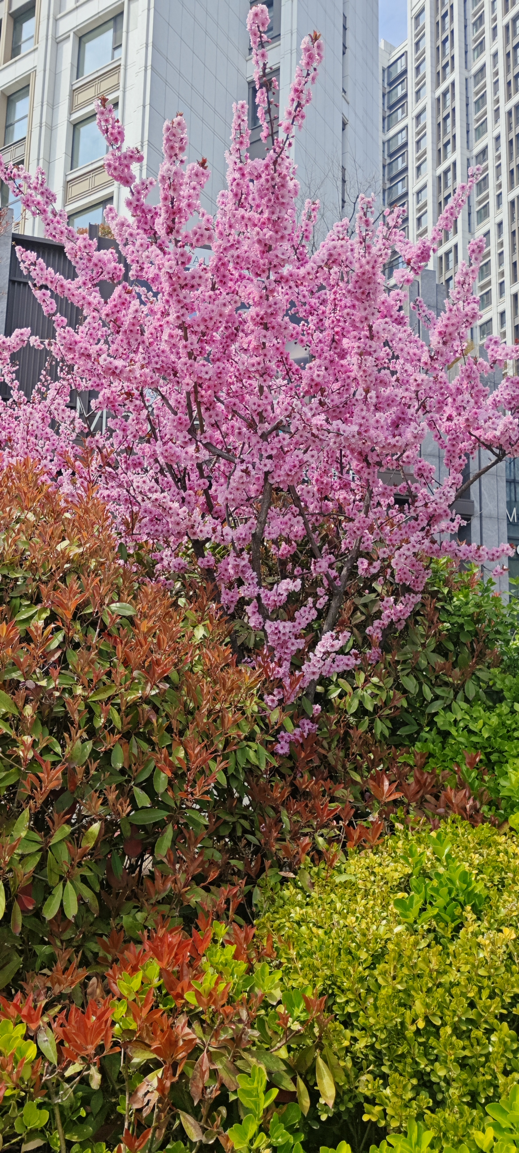 青岛樱花路图片