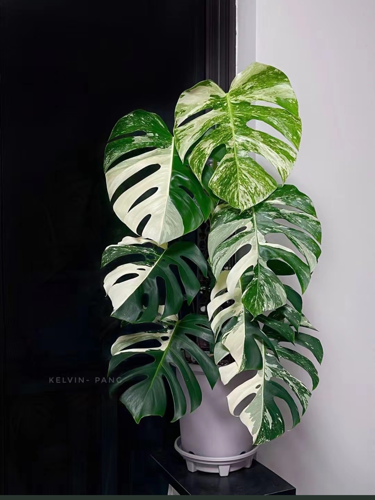 来一组龟背竹图片欣赏一下吧