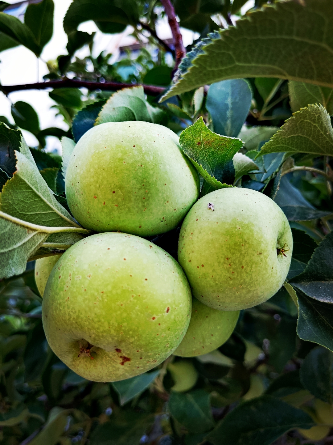 青苹果挂满枝头,像绿宝石一样,在绿叶衬托下,闪耀着诱人的光泽