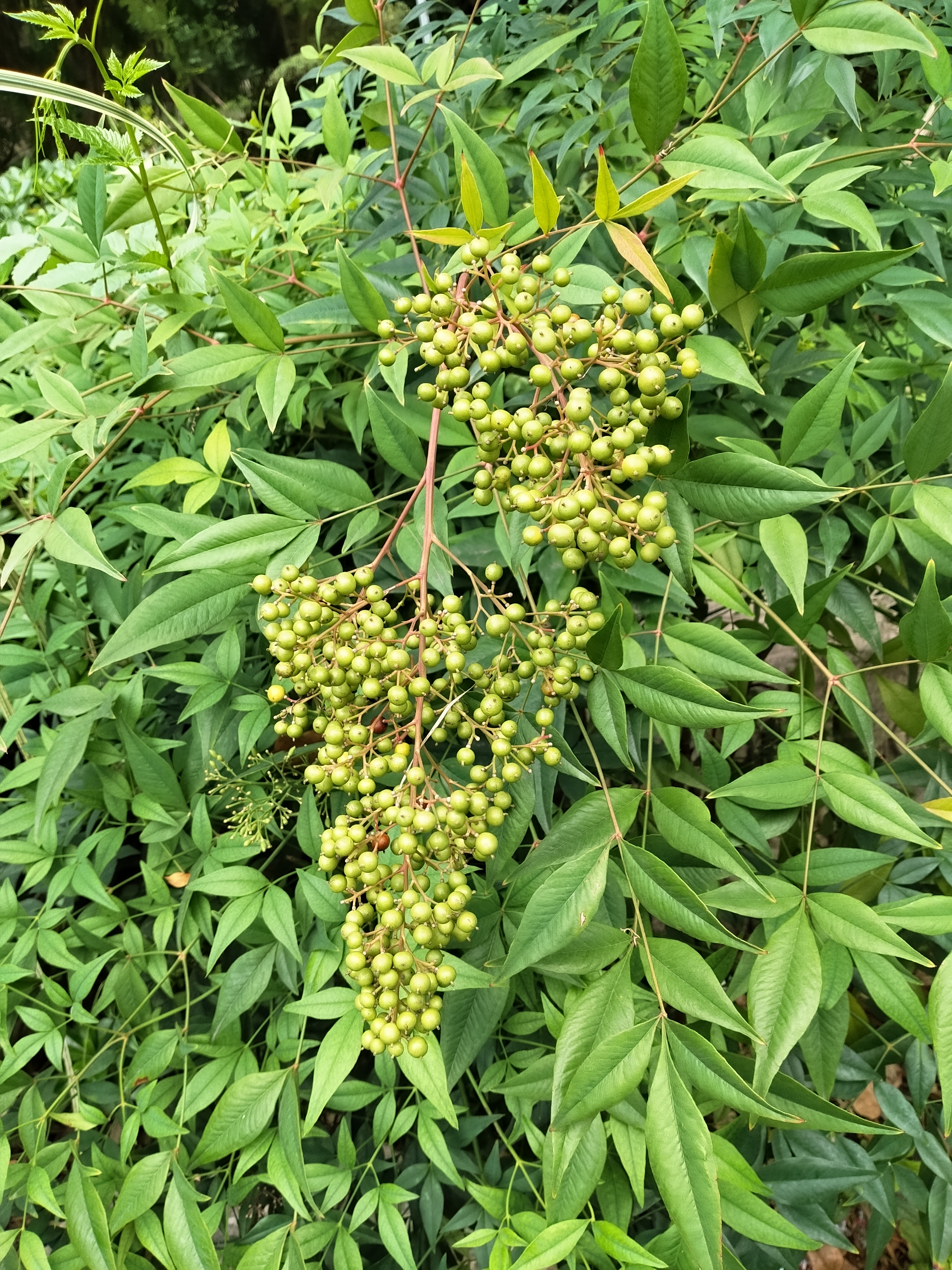 刮肚搜肠思贾岛,莫忍庸诗乱涂鸦