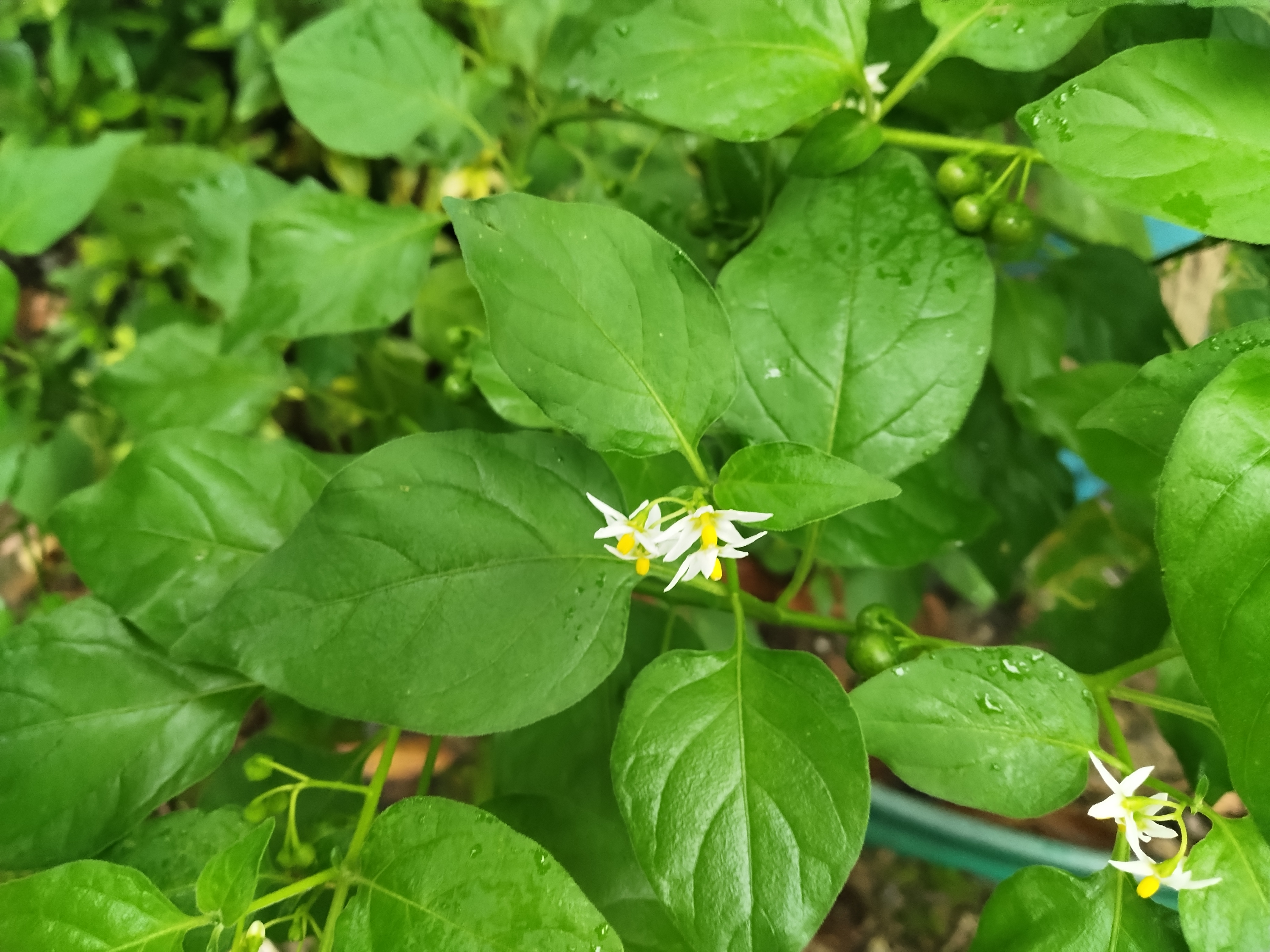 青海花儿十二月花果图片